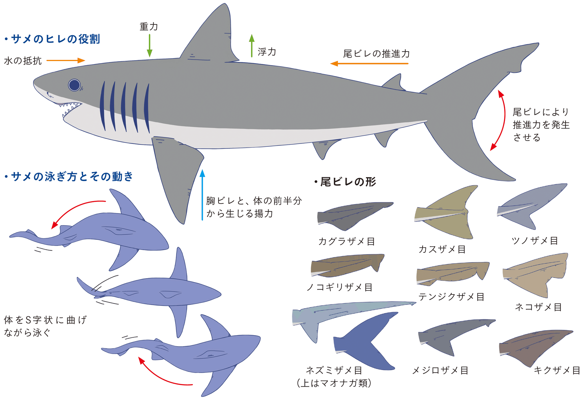 首を切断しても襲ってくるサメがいるってホント Sbクリエイティブ Web Books 首を切断しても襲ってくるサメがいるってホント Sbクリエイティブ Web Books