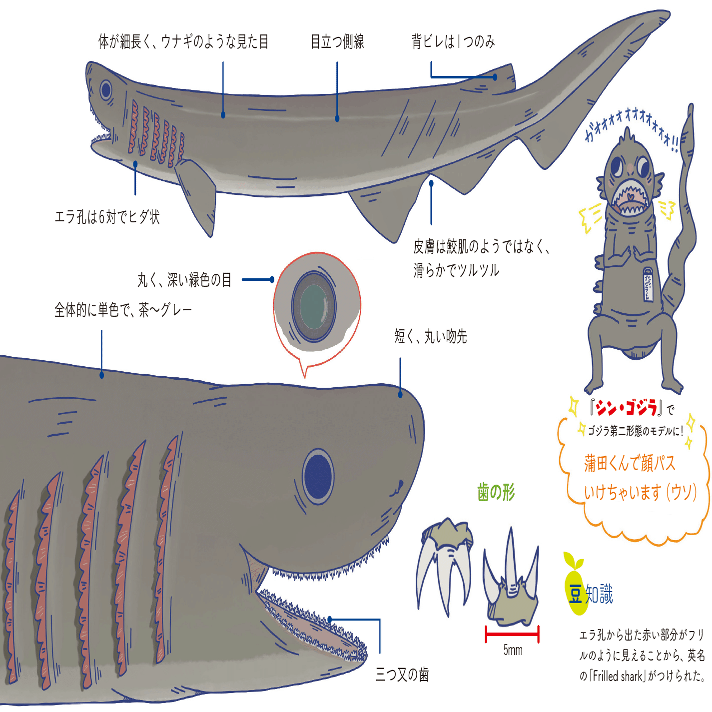 シン ゴジラのモデルになったサメは泳ぎが苦手 Sbクリエイティブ Web Books