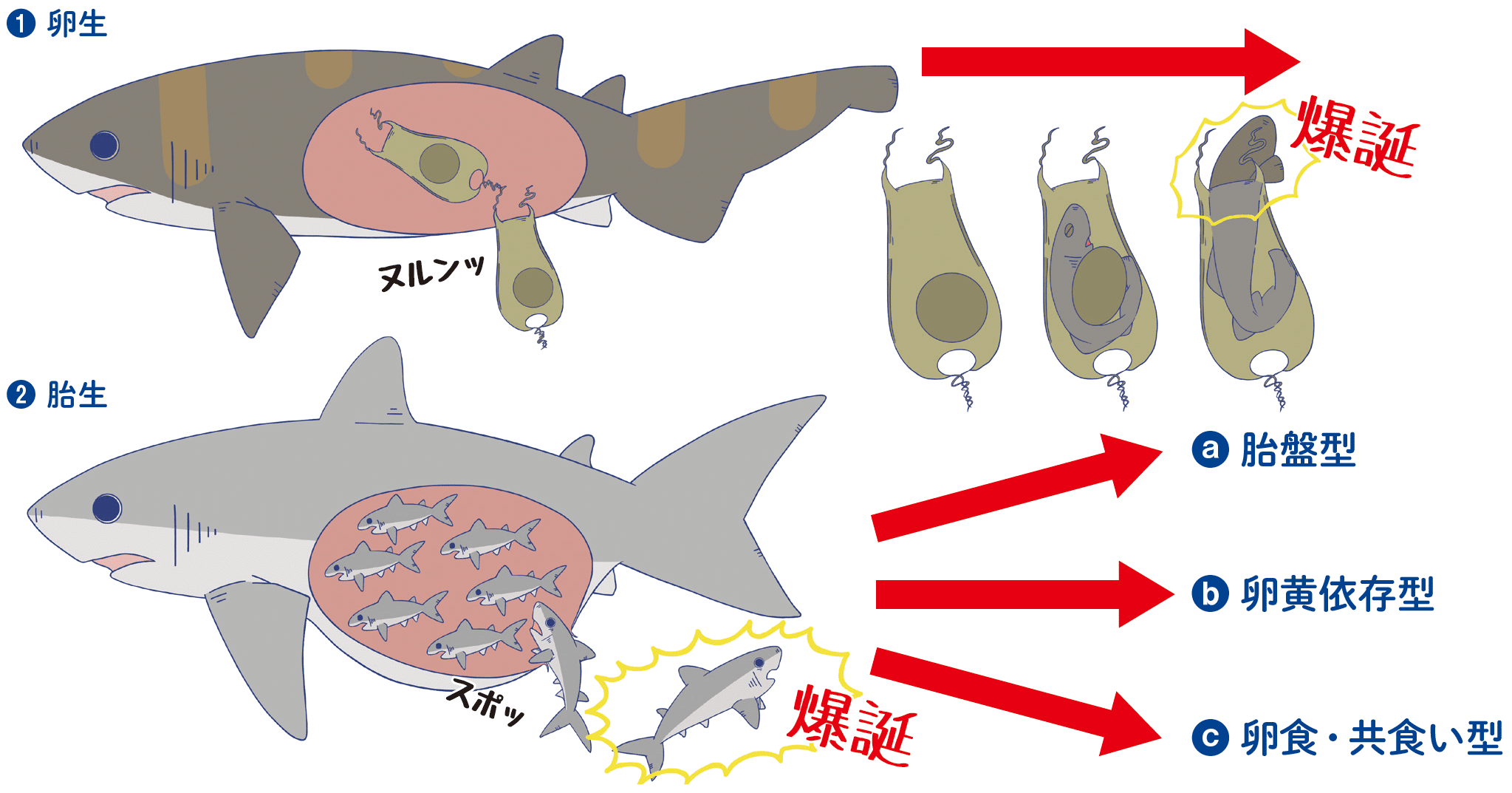 シン ゴジラのモデルになったサメは泳ぎが苦手 Sbクリエイティブ Web Books