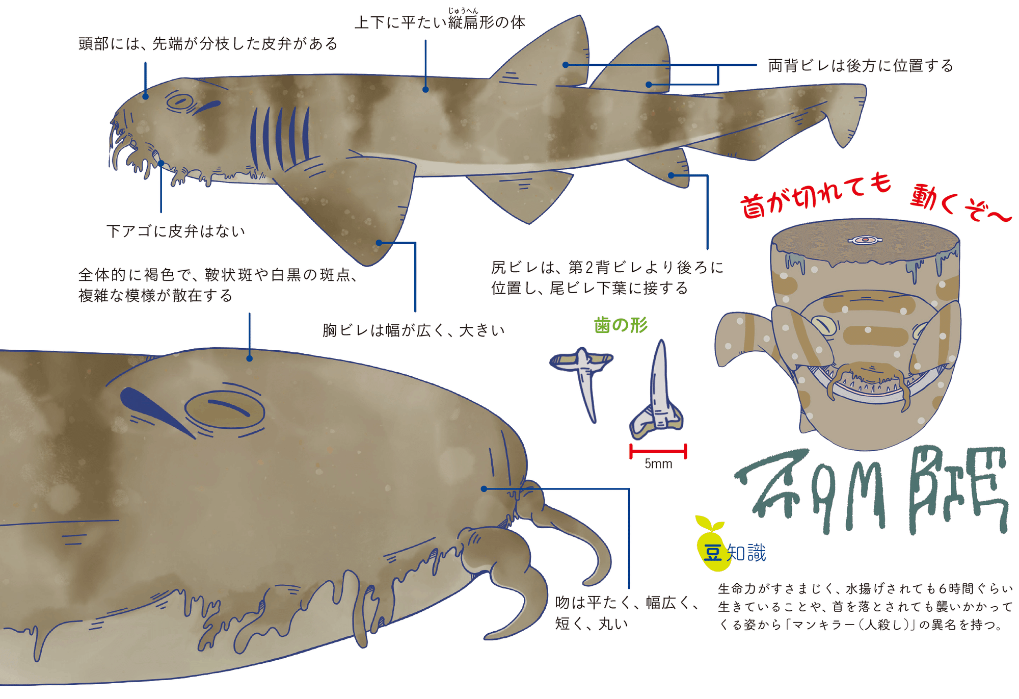 首を切断しても襲ってくるサメがいるってホント Sbクリエイティブ Web Books 首を切断しても襲ってくるサメがいるってホント Sbクリエイティブ Web Books
