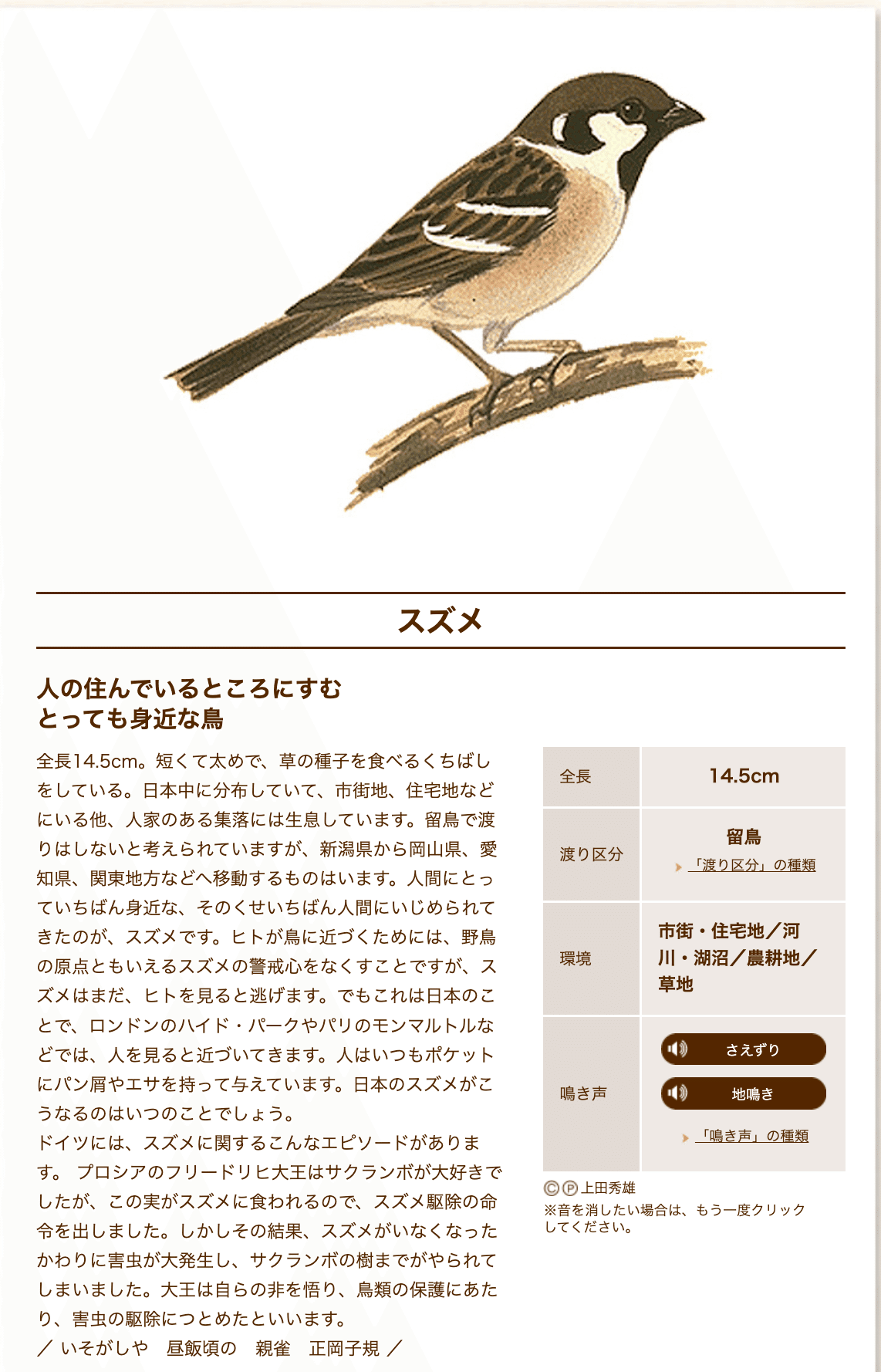 スズメはまねっこが得意 街歩きがちょっとたのしくなる野鳥のひみつ 愛鳥週間 森に あう サントリー 天然水の森 スズメはまねっこが得意 街歩きがちょっとたのしくなる野鳥のひみつ 愛鳥週間 森に あう サントリー 天然水の森