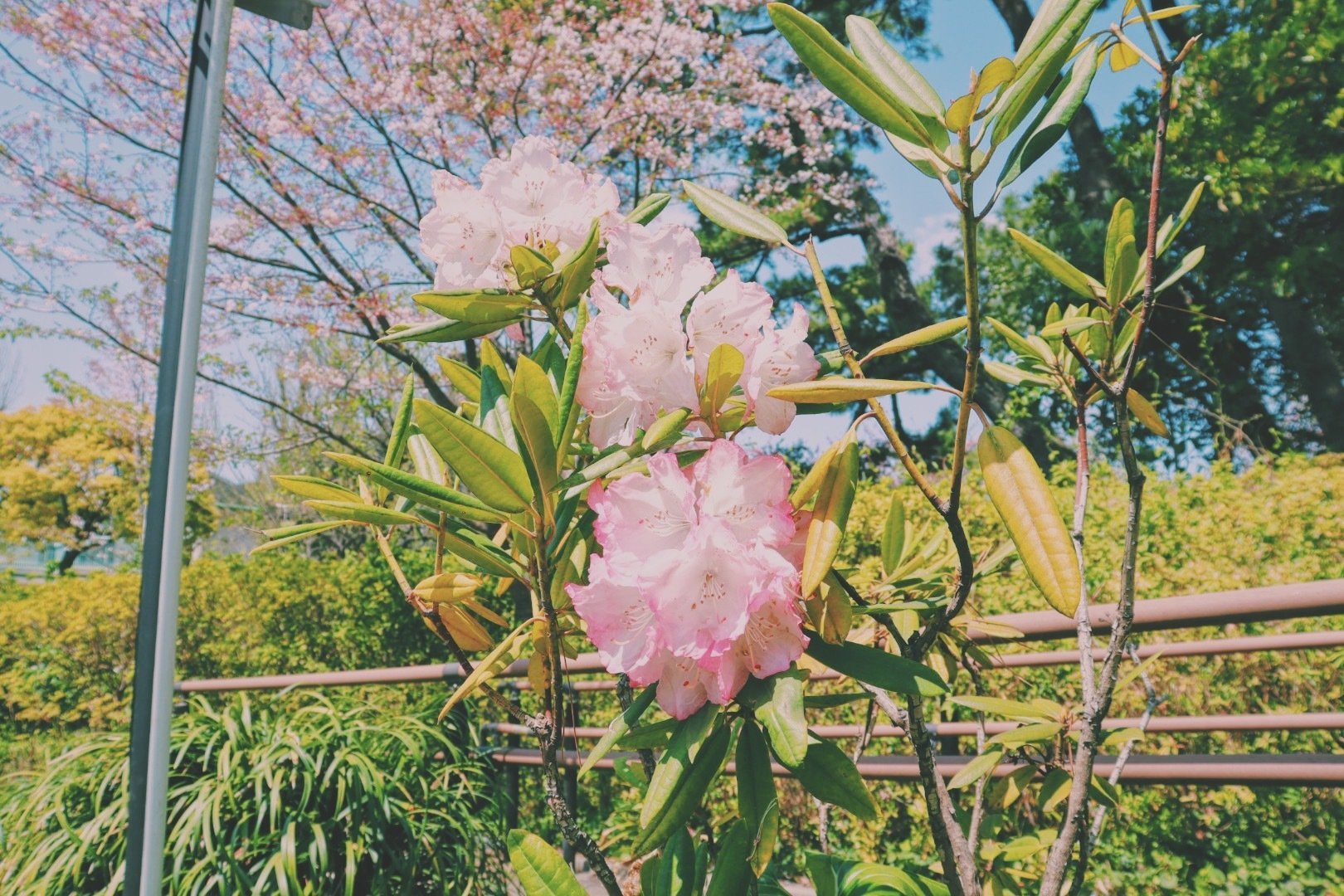 石楠花 可愛いのに アキ 写真活動中 Note