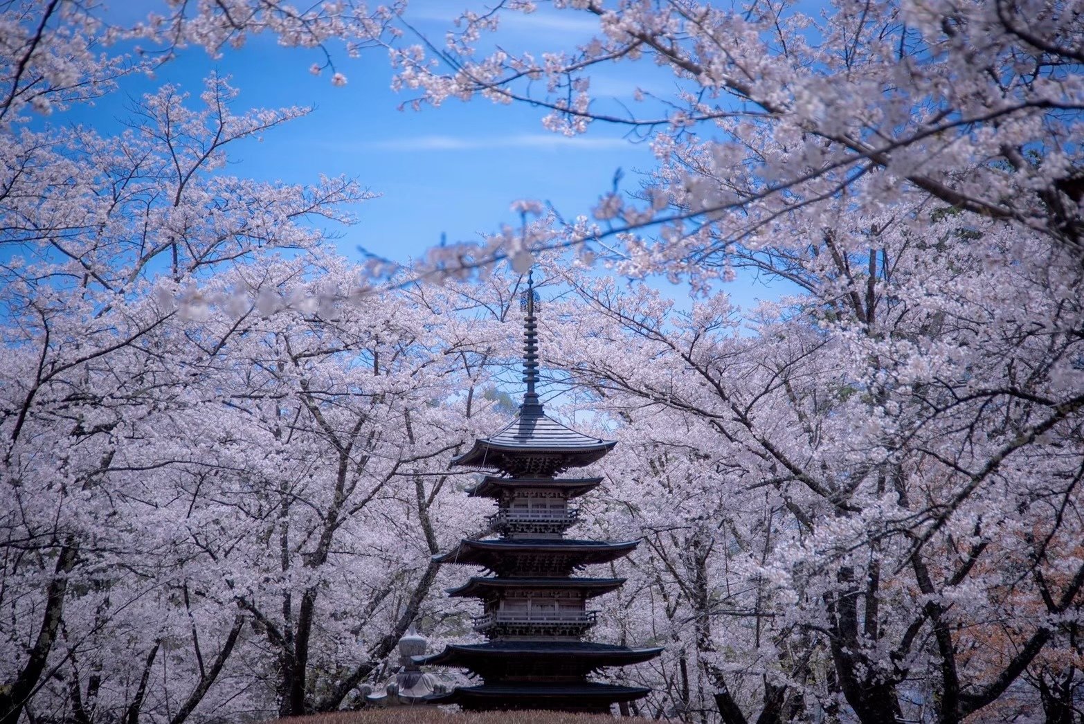 つい自慢したくなっちゃう 長野の素晴らしい風景写真を公開 聖光寺の桜 Lhouse エルハウス Note