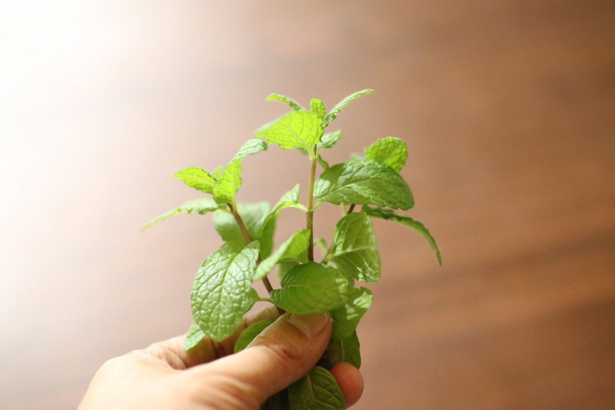 家庭菜園のフレッシュミントでいろいろ楽しむ みたすくらす 東海の地産情報を地元クリエイターがお届け 家庭菜園のフレッシュミントでいろいろ楽しむ みたすくらす 東海の地産情報を地元クリエイターがお届け