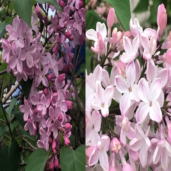 ライラックの花とt S エリオットの 荒地 の詩 Wings2fly Note