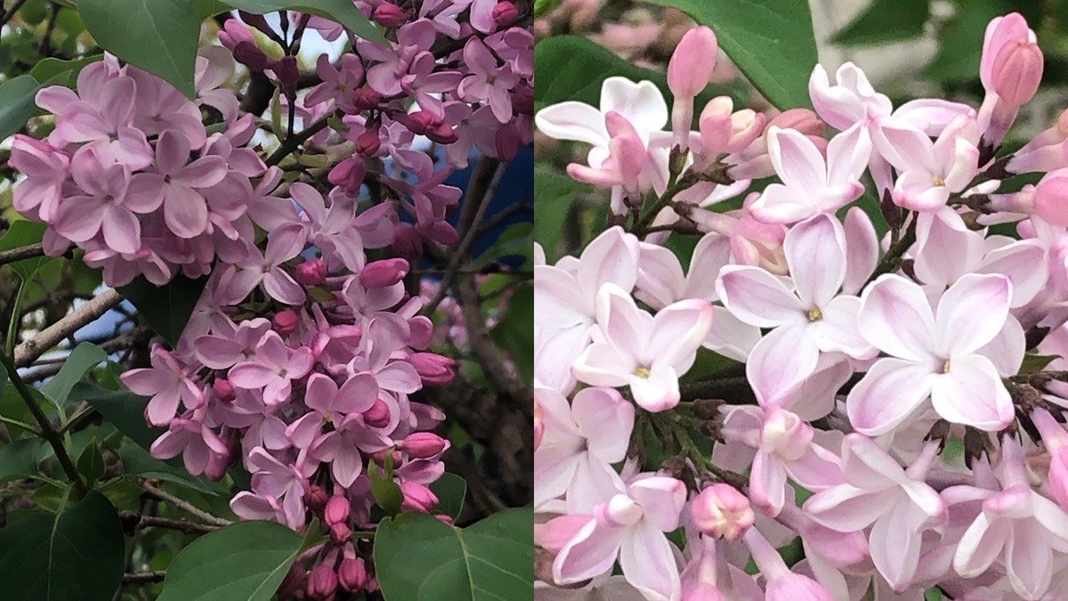 ライラックの花とt S エリオットの 荒地 の詩 Wings2fly Note ライラックの花とt S エリオットの 荒地 の詩 Wings2fly Note