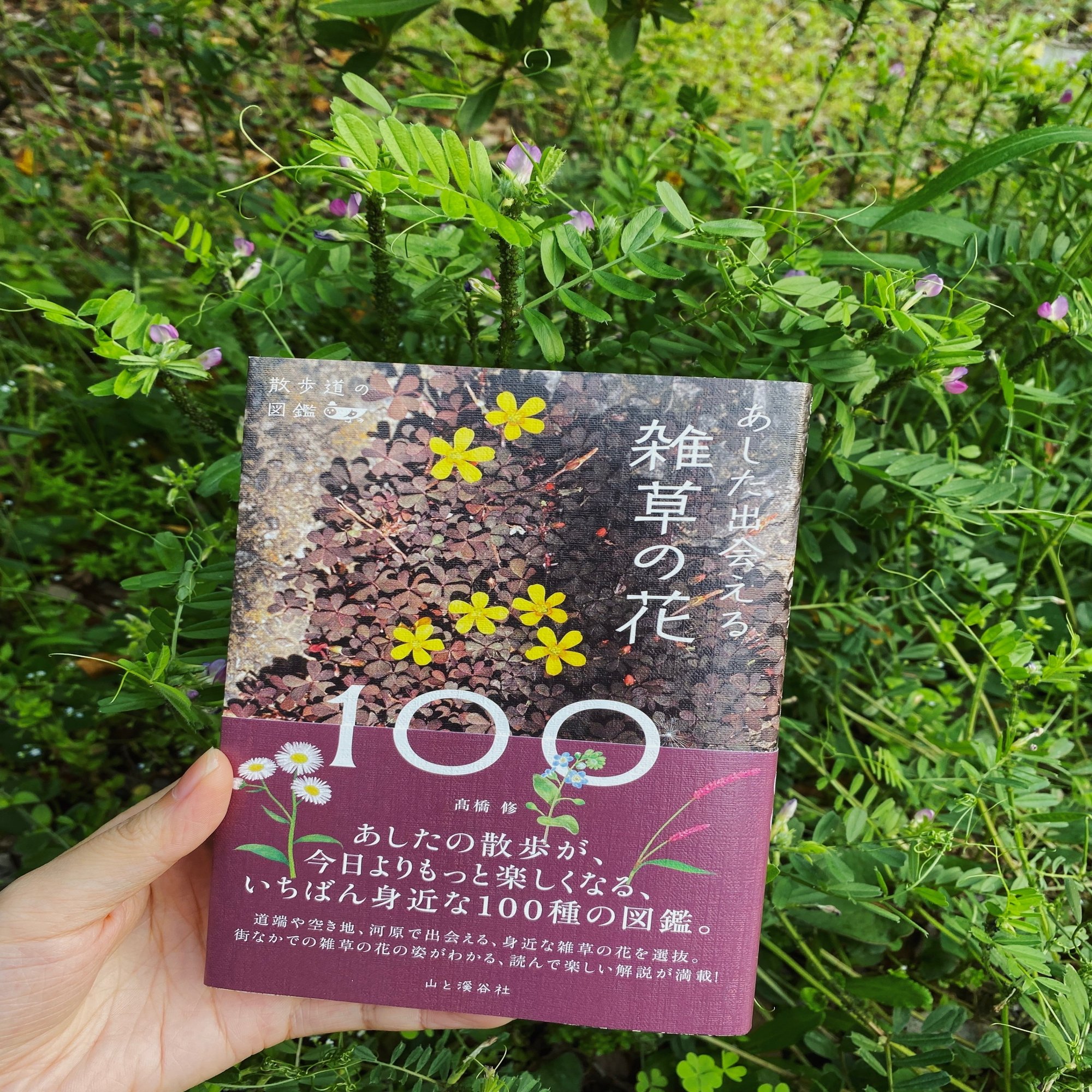 雑草の花にも名前がある 街角を彩る花たちの図鑑 ヤマケイの本 Note