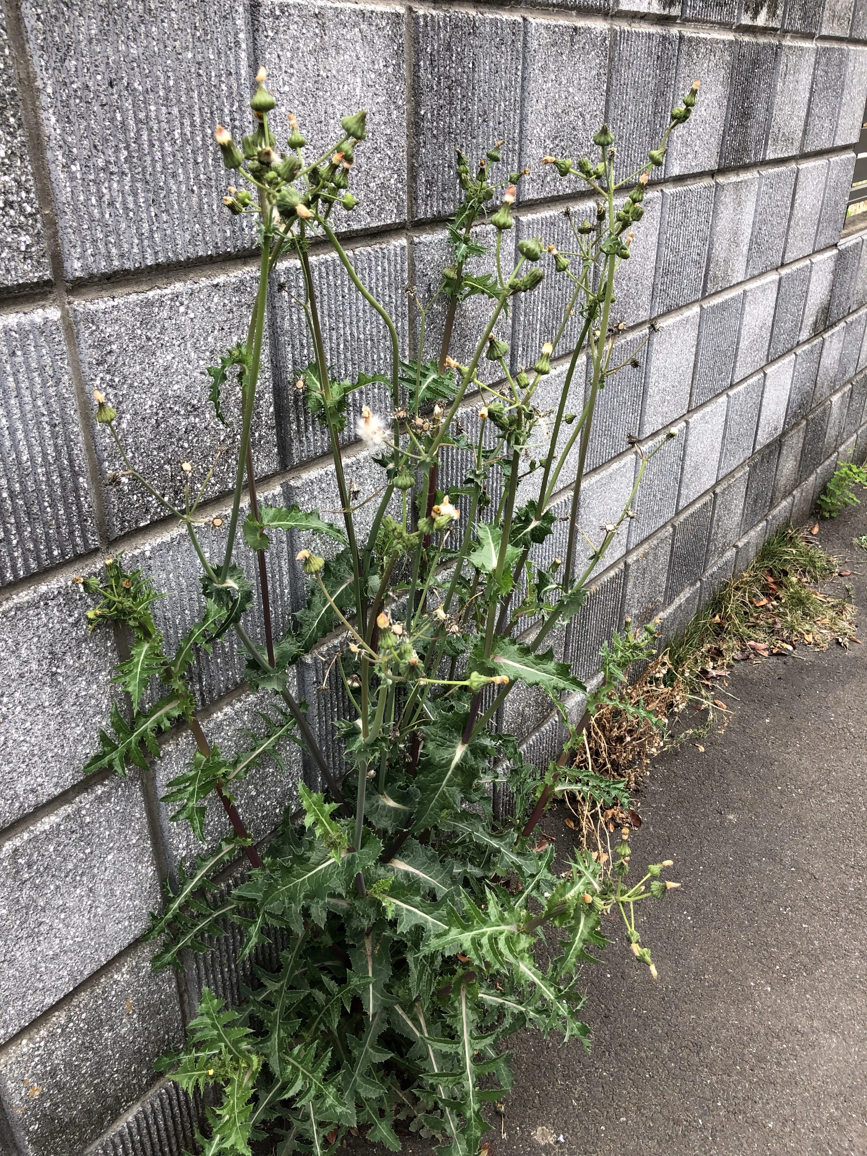 畑 庭 道端の雑草 オニノゲシ Namiko Note