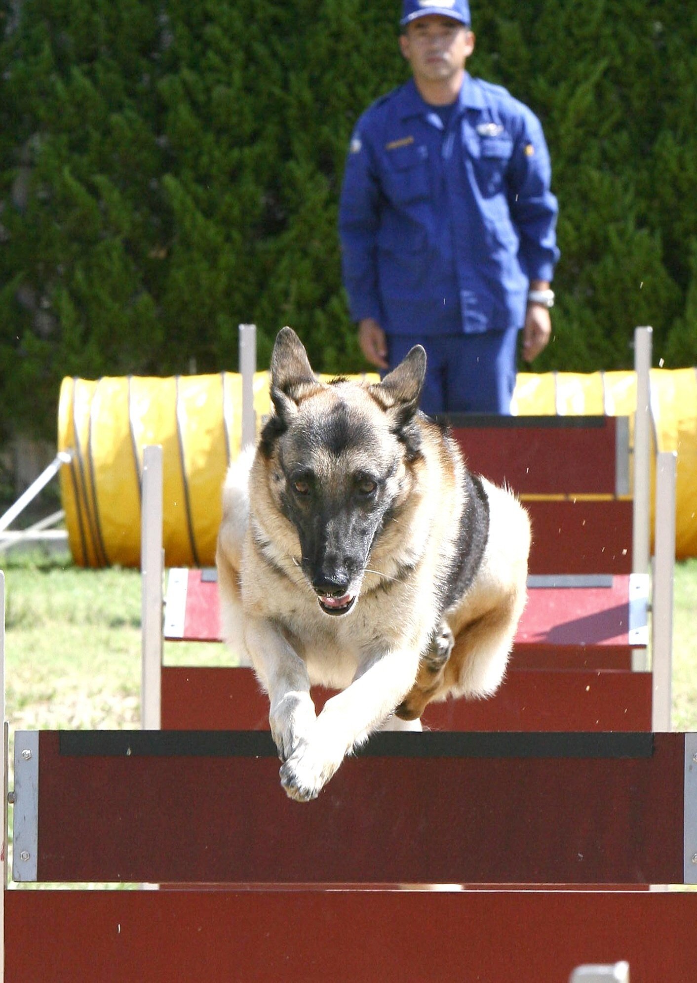かすかな臭いを手がかりに 警察犬の世界 神戸新聞公式 うっとこ兵庫 かすかな臭いを手がかりに 警察犬の世界 神戸新聞公式 うっとこ兵庫