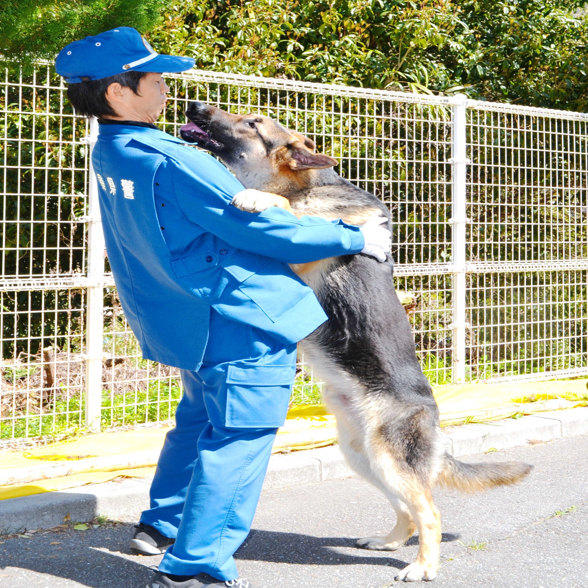 かすかな臭いを手がかりに 警察犬の世界 神戸新聞公式 うっとこ兵庫