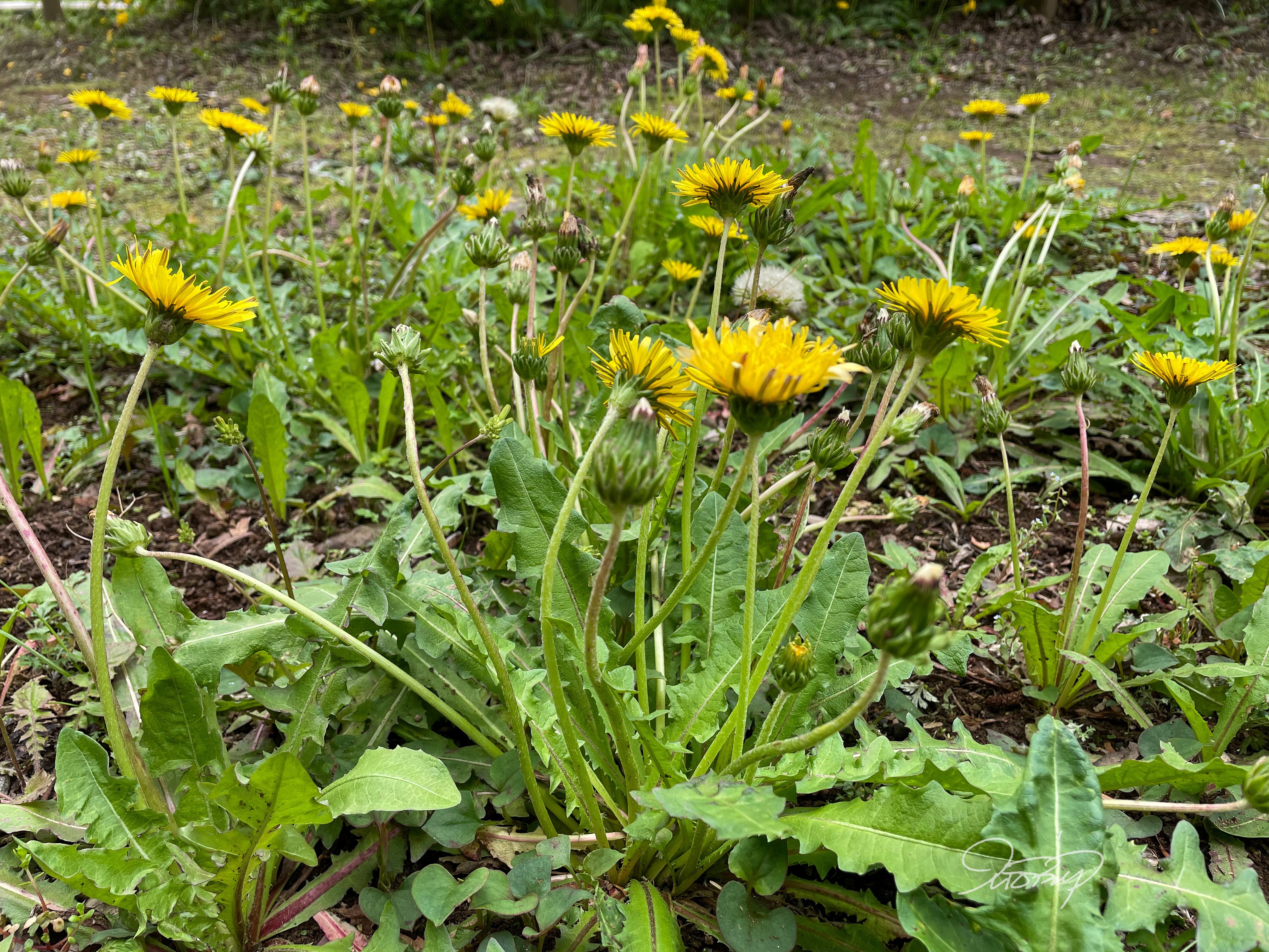 スケッチ練習用】カントウタンポポ｜くますけ｜自然ガイド・クリエイター