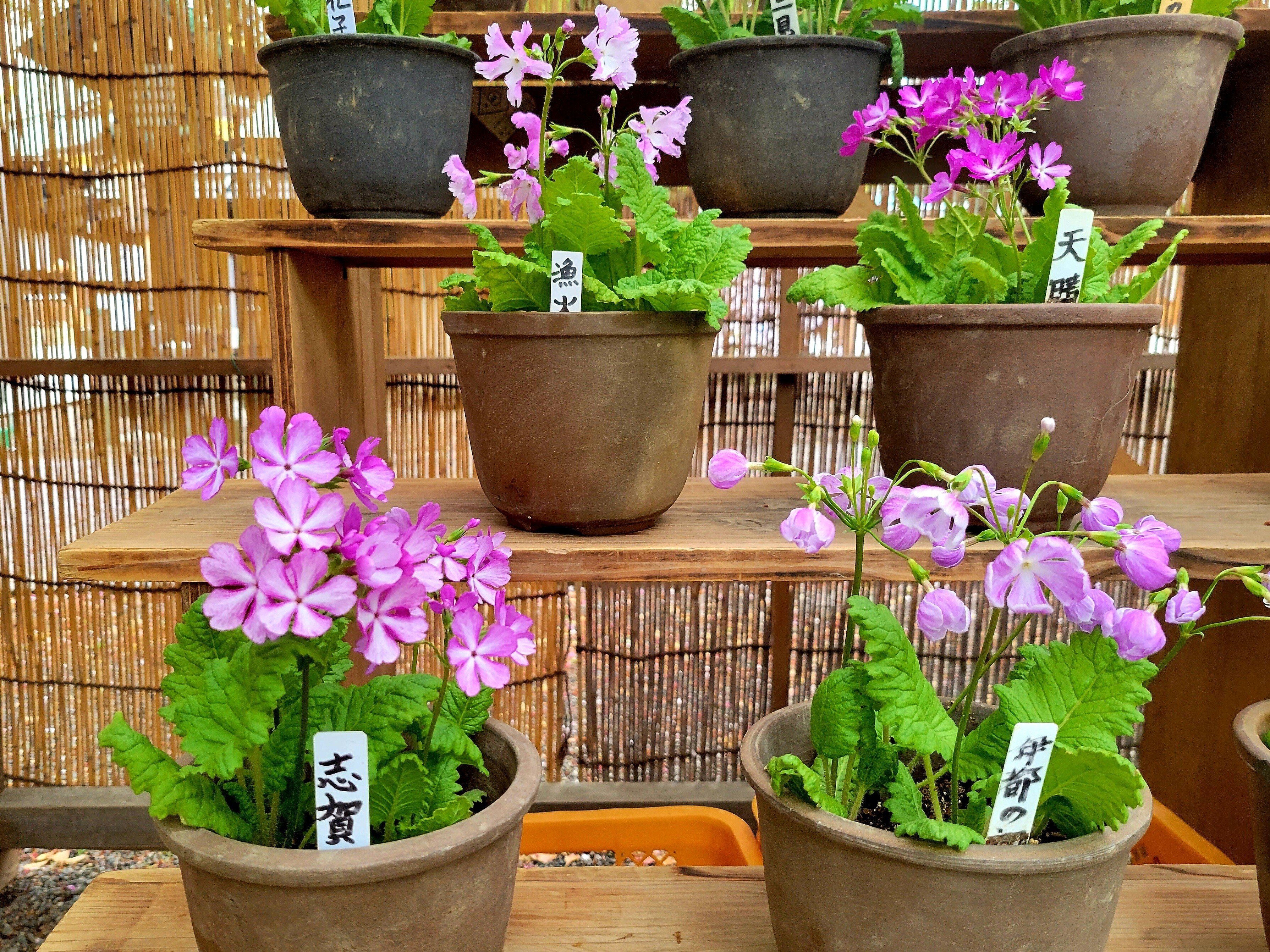 春を呼ぶ花「さくらそう展」🌸 @靖国神社｜Yukihiro🧸