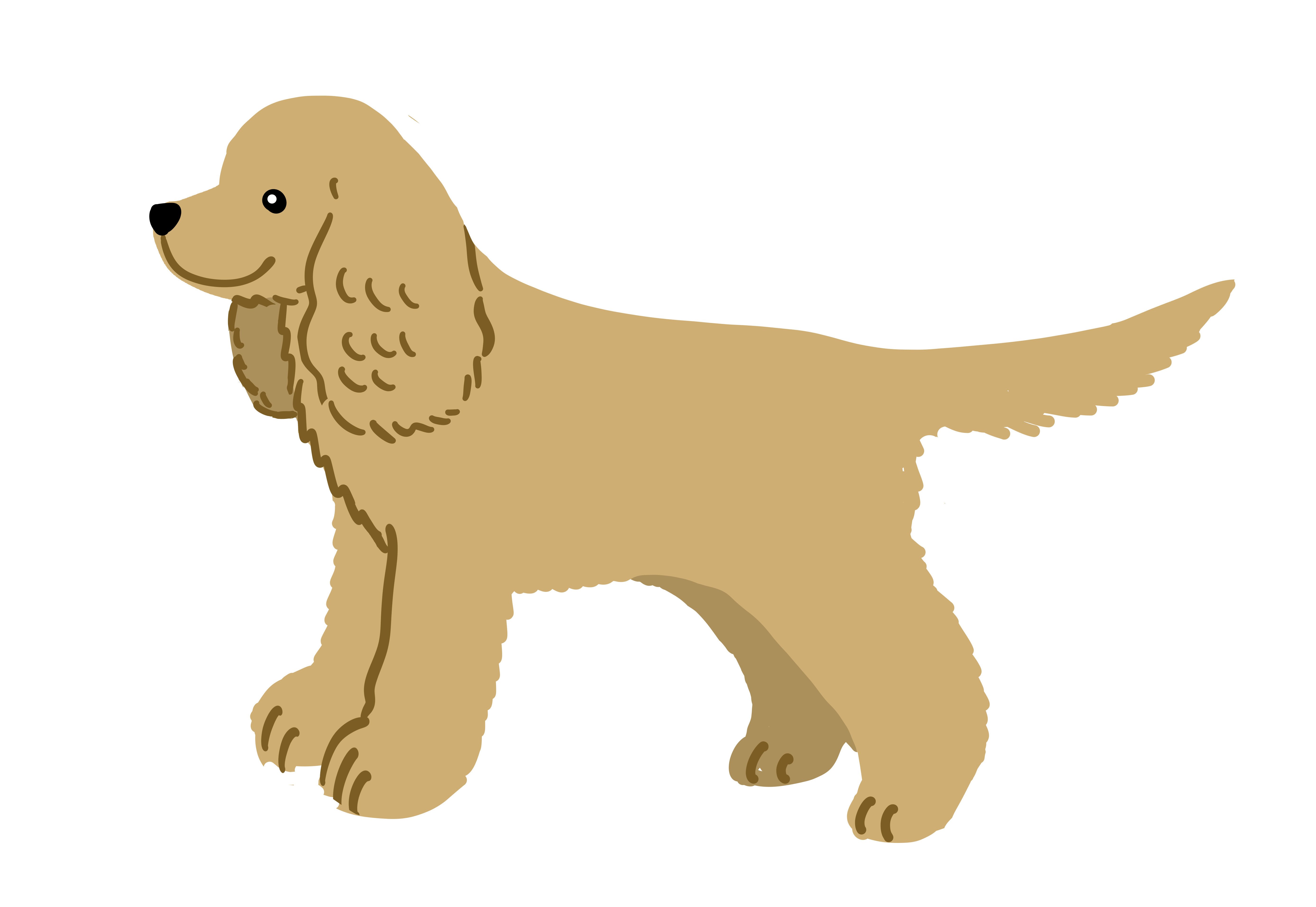 落書き アメリカンコッカースパニエルのイラスト Rmia Note 落書き アメリカンコッカースパニエルのイラスト Rmia Note