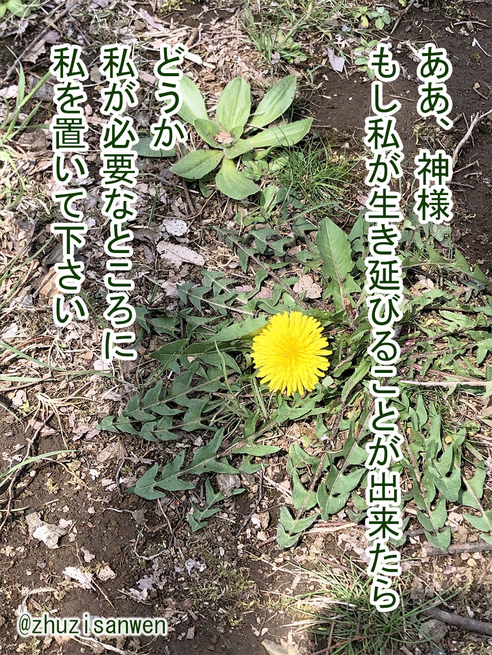 諦めずに進む君へ 元気が出る待ち受けシリーズ 日 中バイリンガル版 竹子 たけねこ 生き方探しエッセイ 四字熟語大好き Note