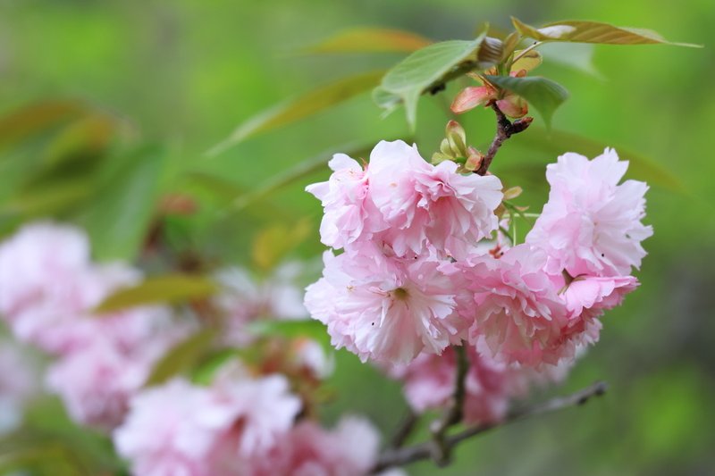 八重桜がキレイに咲きました。