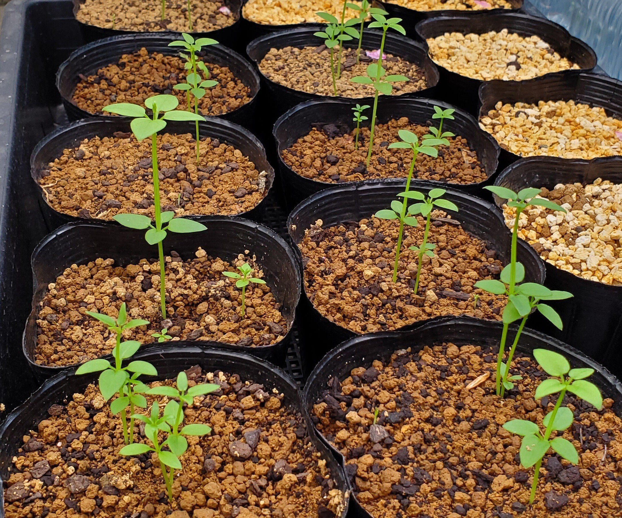 材料】日本茜の発芽｜Technè古典へのアクセス