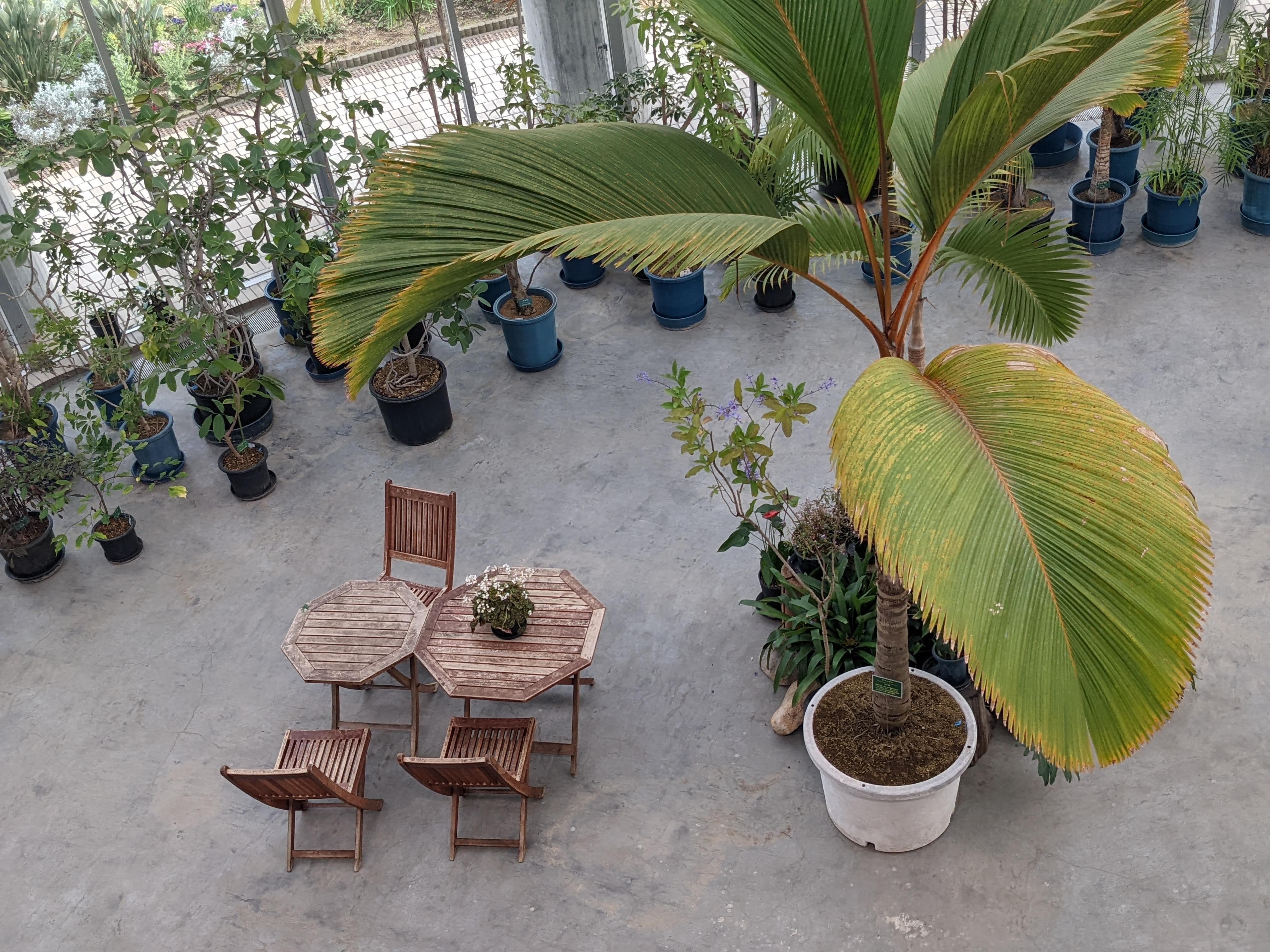 熱帯植物の世界｜Ren@Chennai