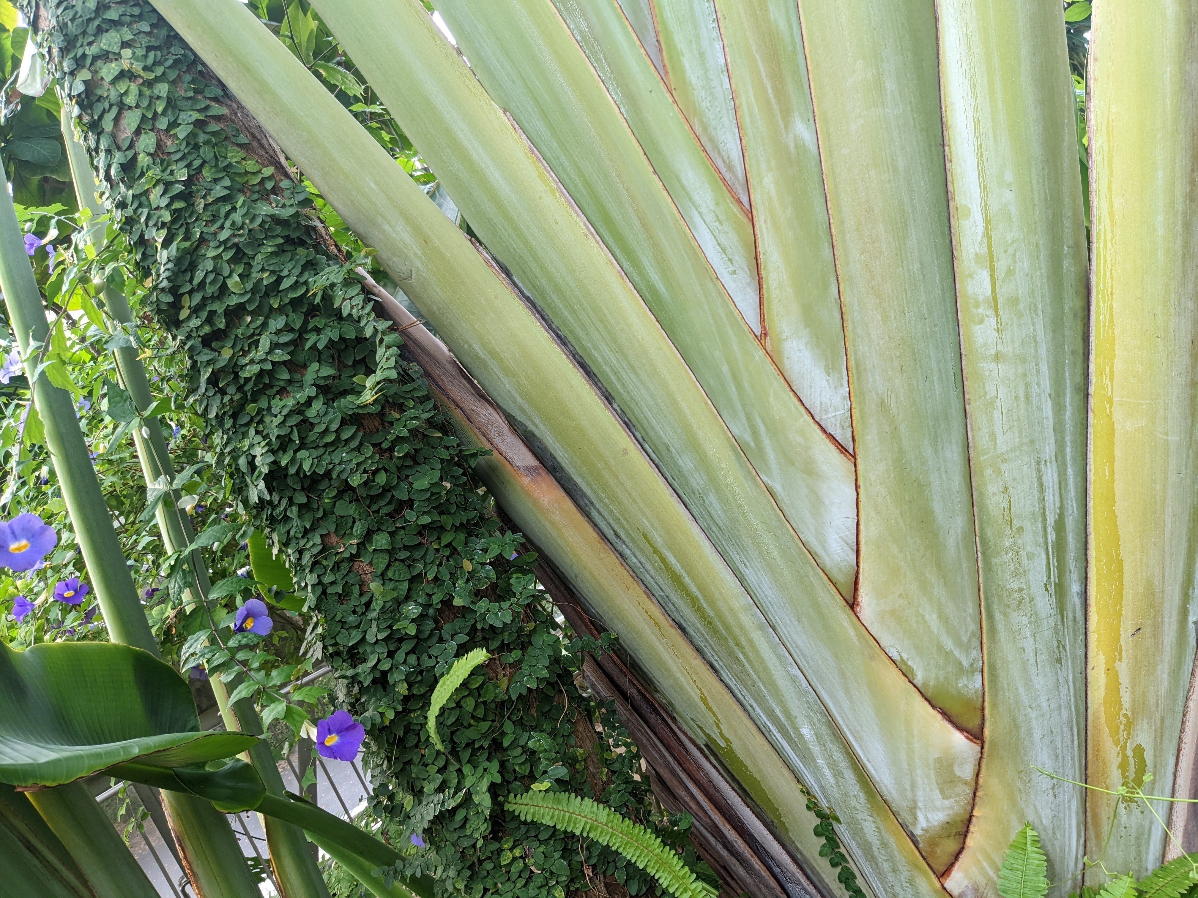 熱帯植物の世界｜Ren@Chennai