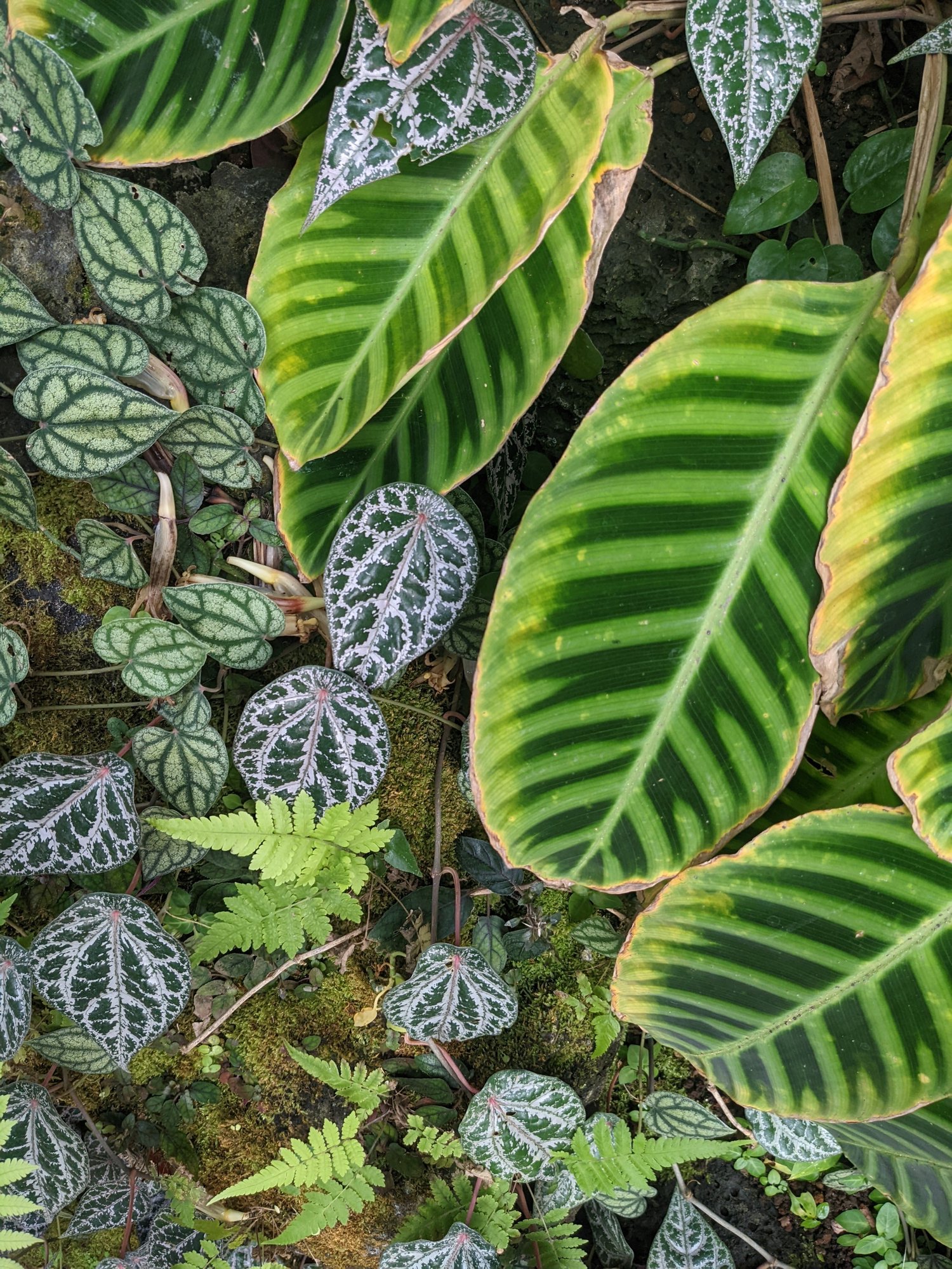 熱帯植物の世界 Mami Cantho Note 熱帯植物の世界 Mami Cantho Note