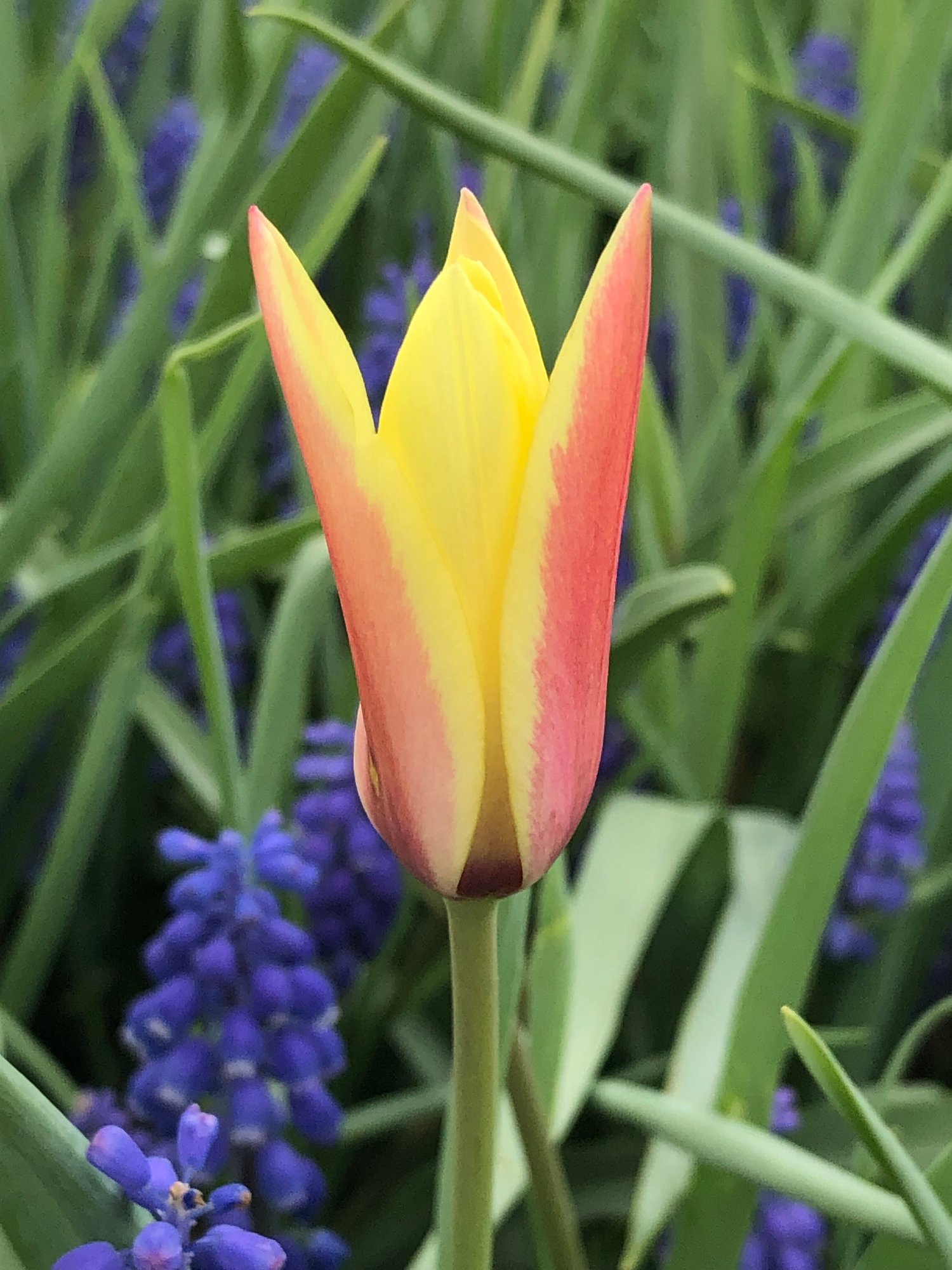 チューリップ熱愛 イスタンブル便り ほんのひととき Note チューリップ熱愛 イスタンブル便り ほんのひととき Note