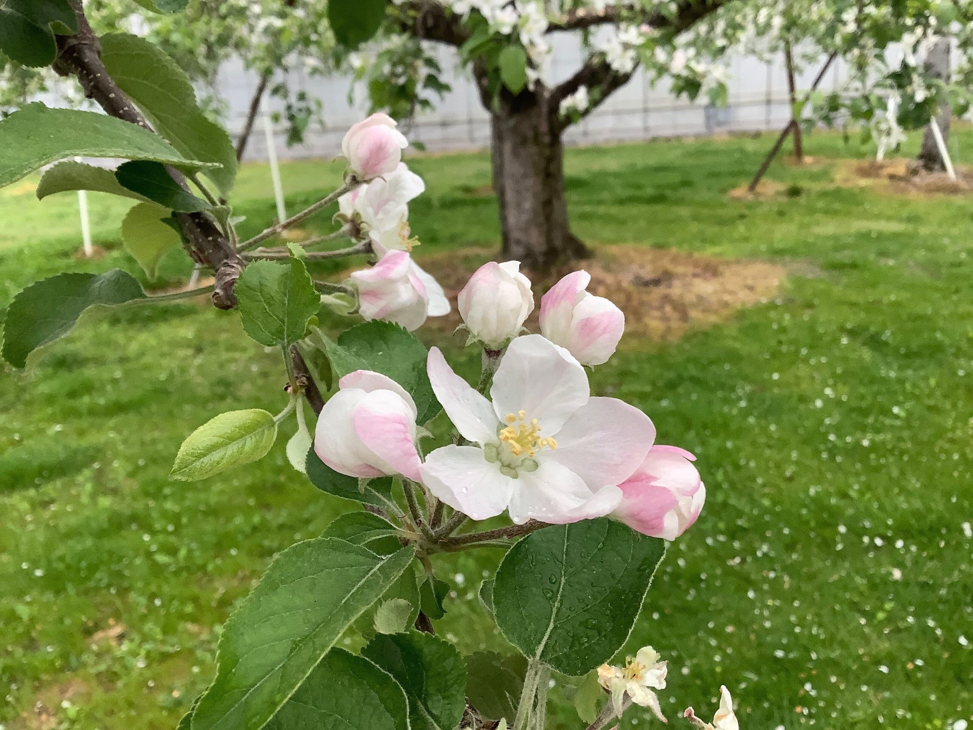 10日間のキセキ りんごの花がさいたよ おりちゃ Note 10日間のキセキ りんごの花がさいたよ おりちゃ Note