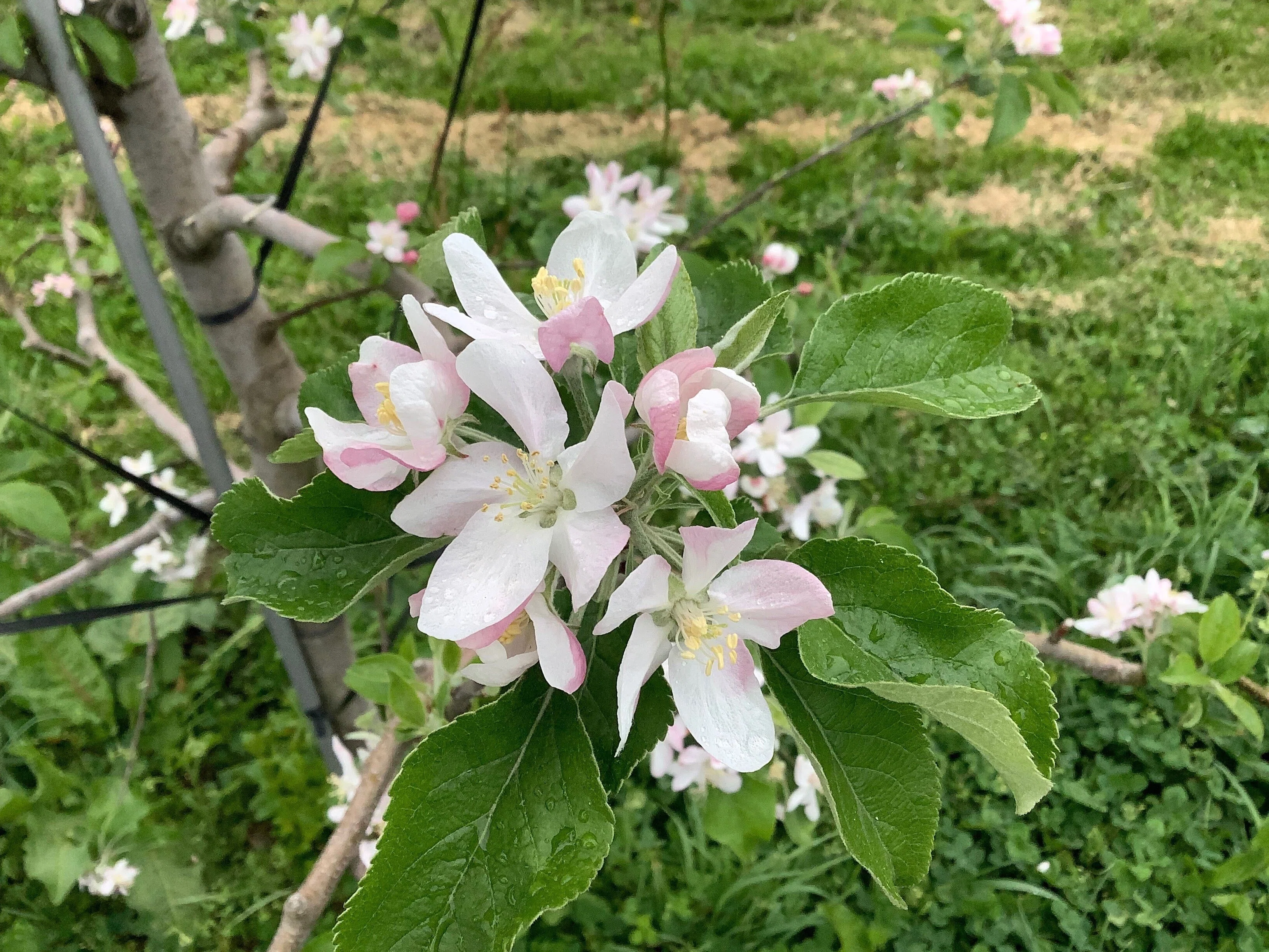 10日間のキセキ。りんごの花がさいたよ｜おりちゃ