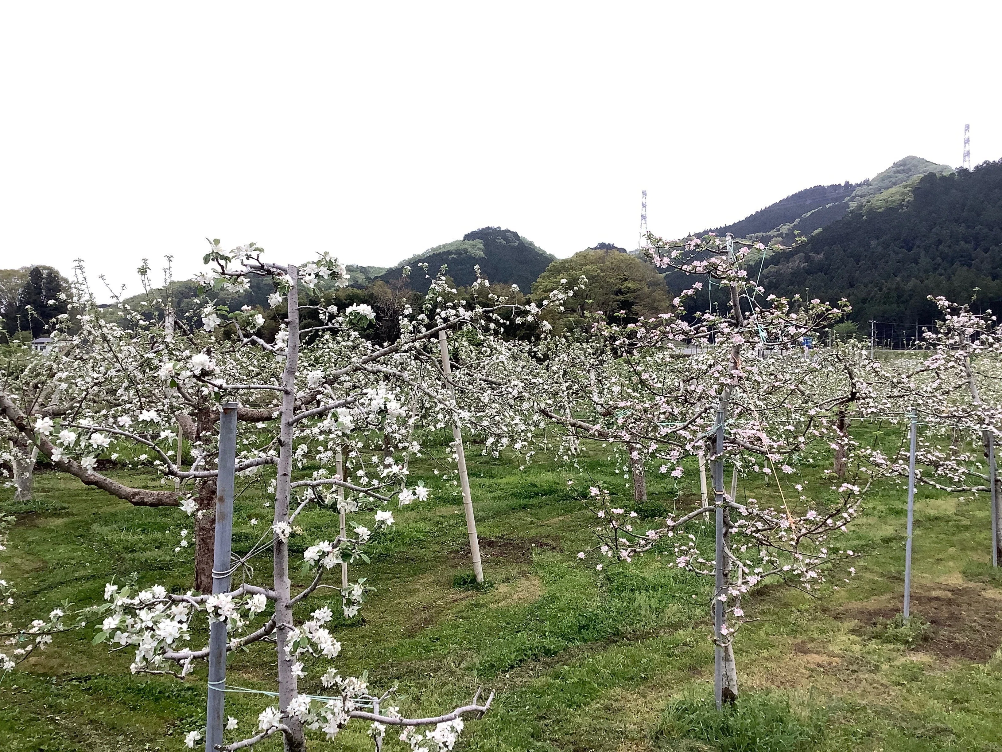 10日間のキセキ。りんごの花がさいたよ｜おりちゃ