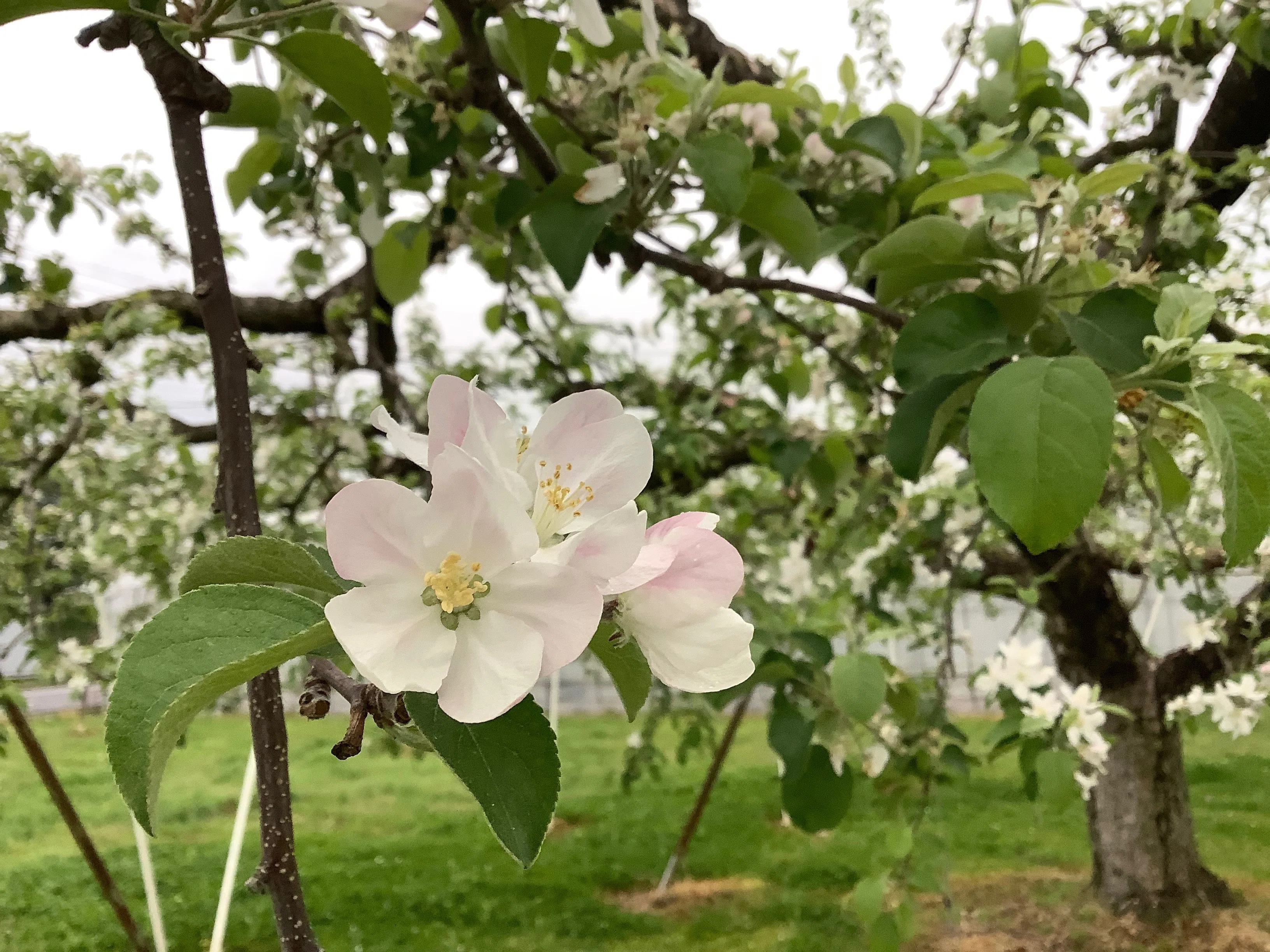 10日間のキセキ。りんごの花がさいたよ｜おりちゃ