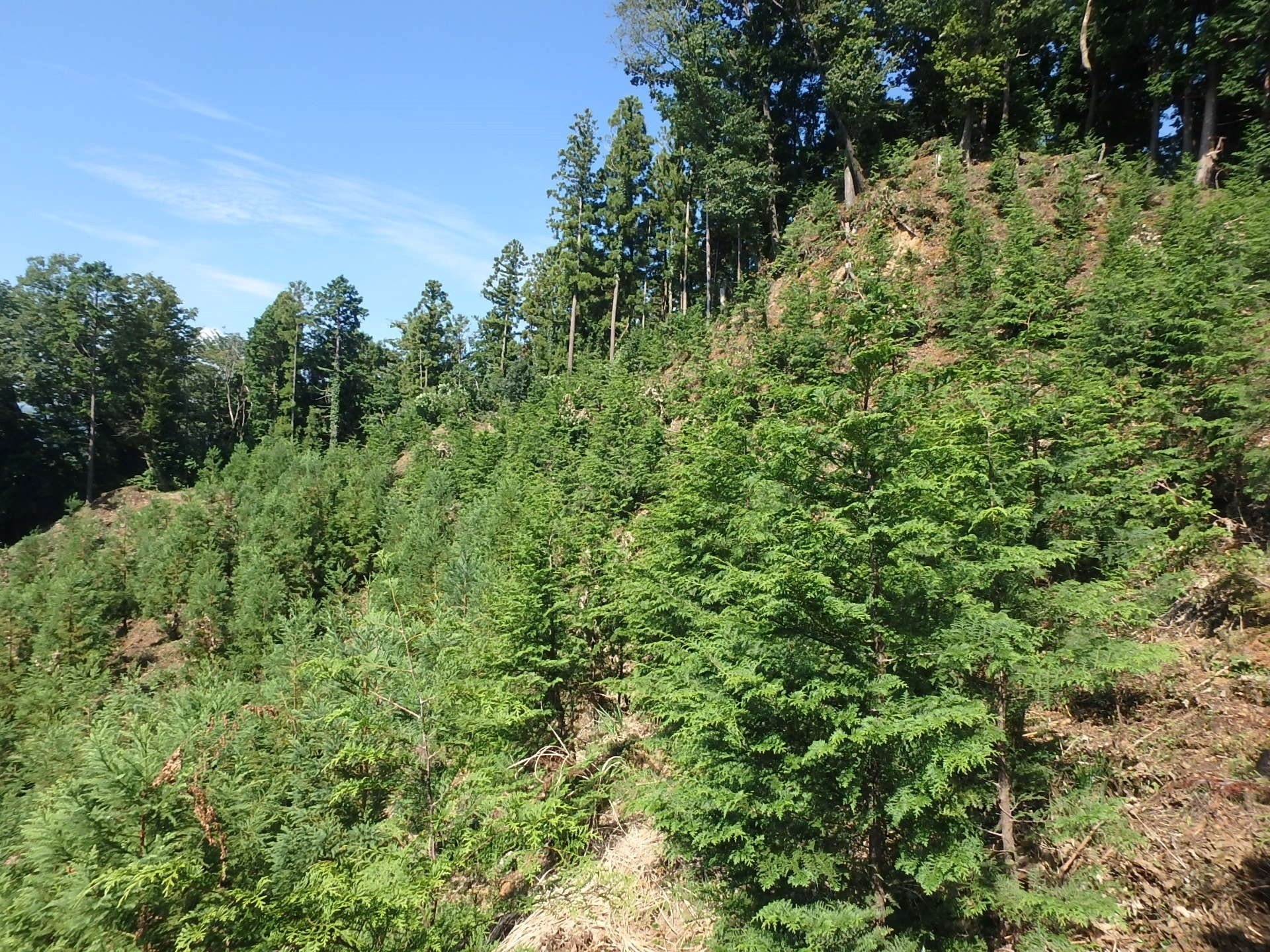 せめて軽くなっておくれ 花粉症 東京都庁 せめて軽くなっておくれ 花粉症 東京都庁