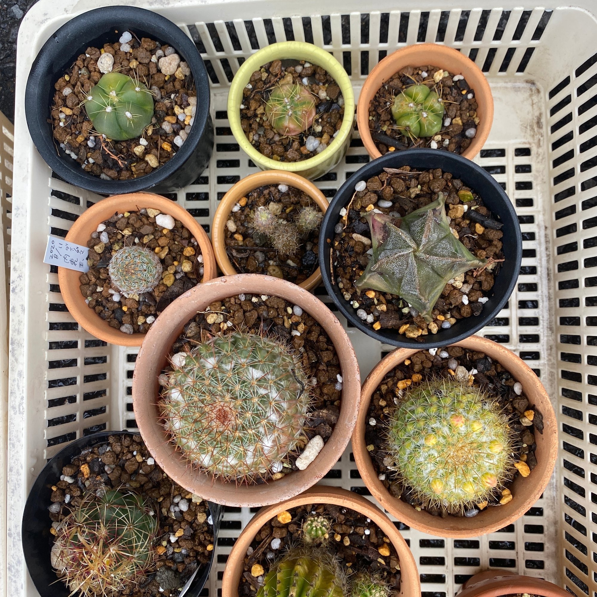 サボテンの植え替え22 ナナメ Note サボテンの植え替え22 ナナメ Note