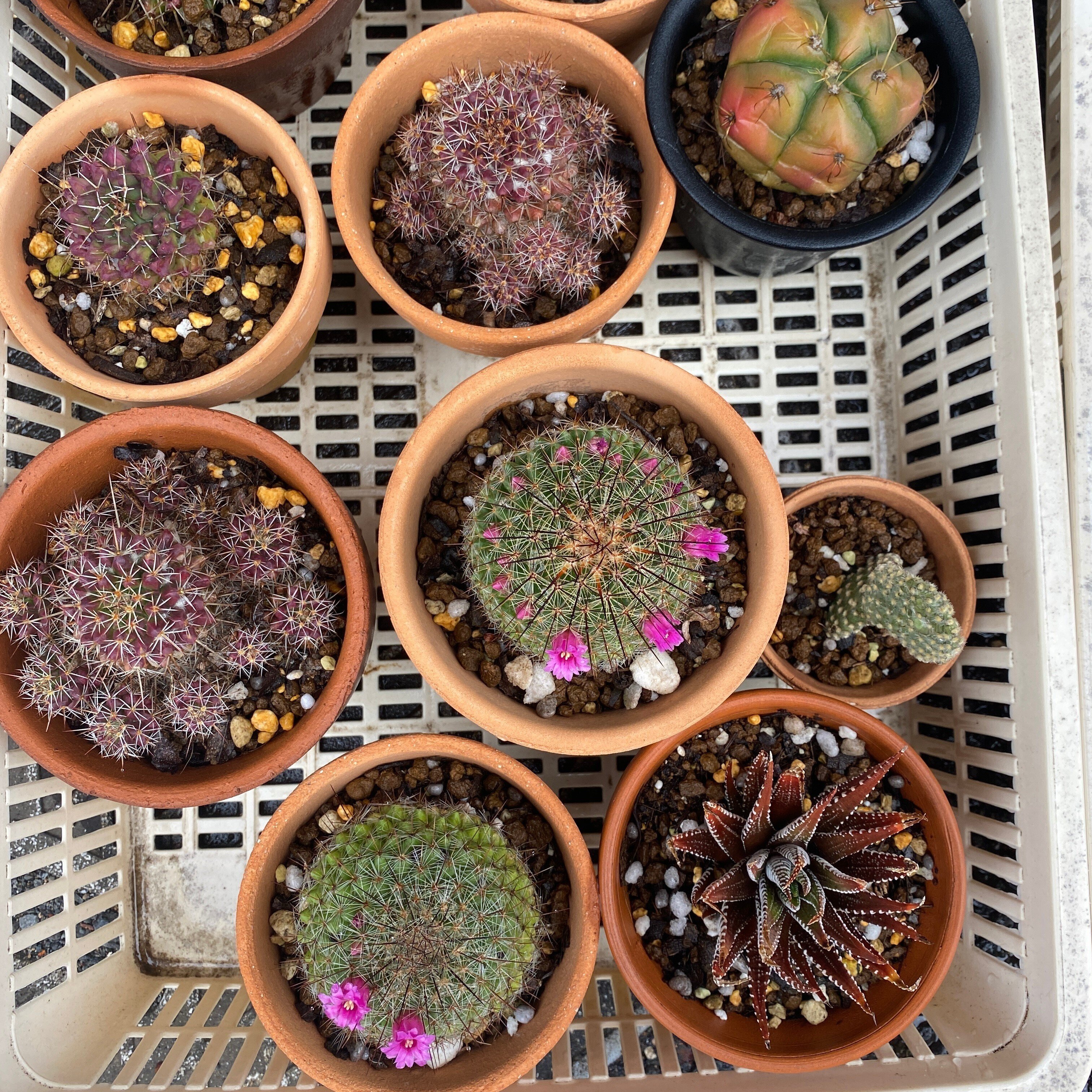 サボテンの植え替え22 ナナメ Note