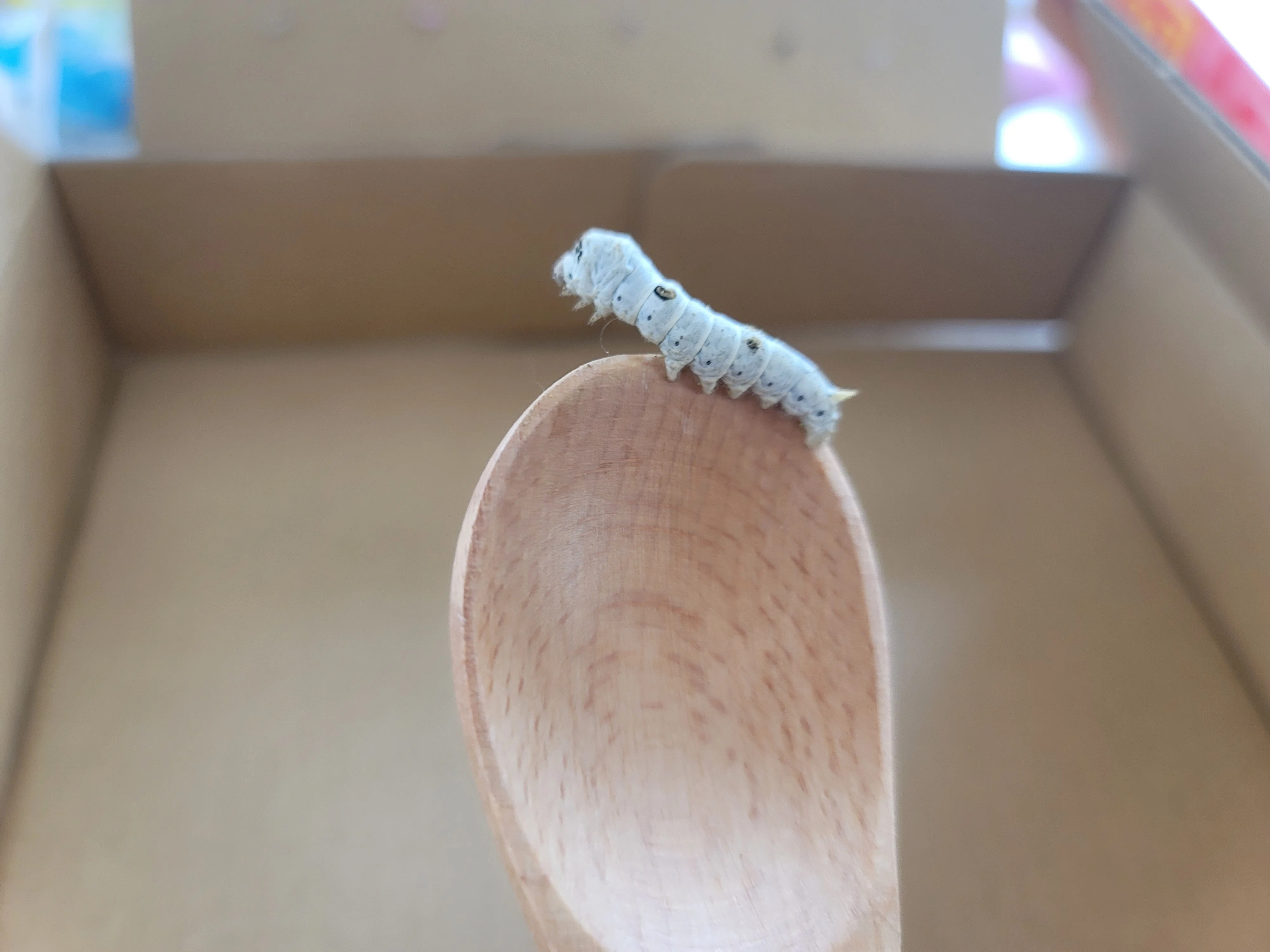 蚕を飼いはじめました。その2｜SAKI