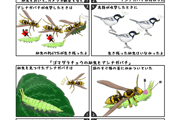 かわいせーざん 基礎研究っておもしろい 生物編のマガジン一覧 Note かわいせーざん 基礎研究っておもしろい 生物編のマガジン一覧 Note