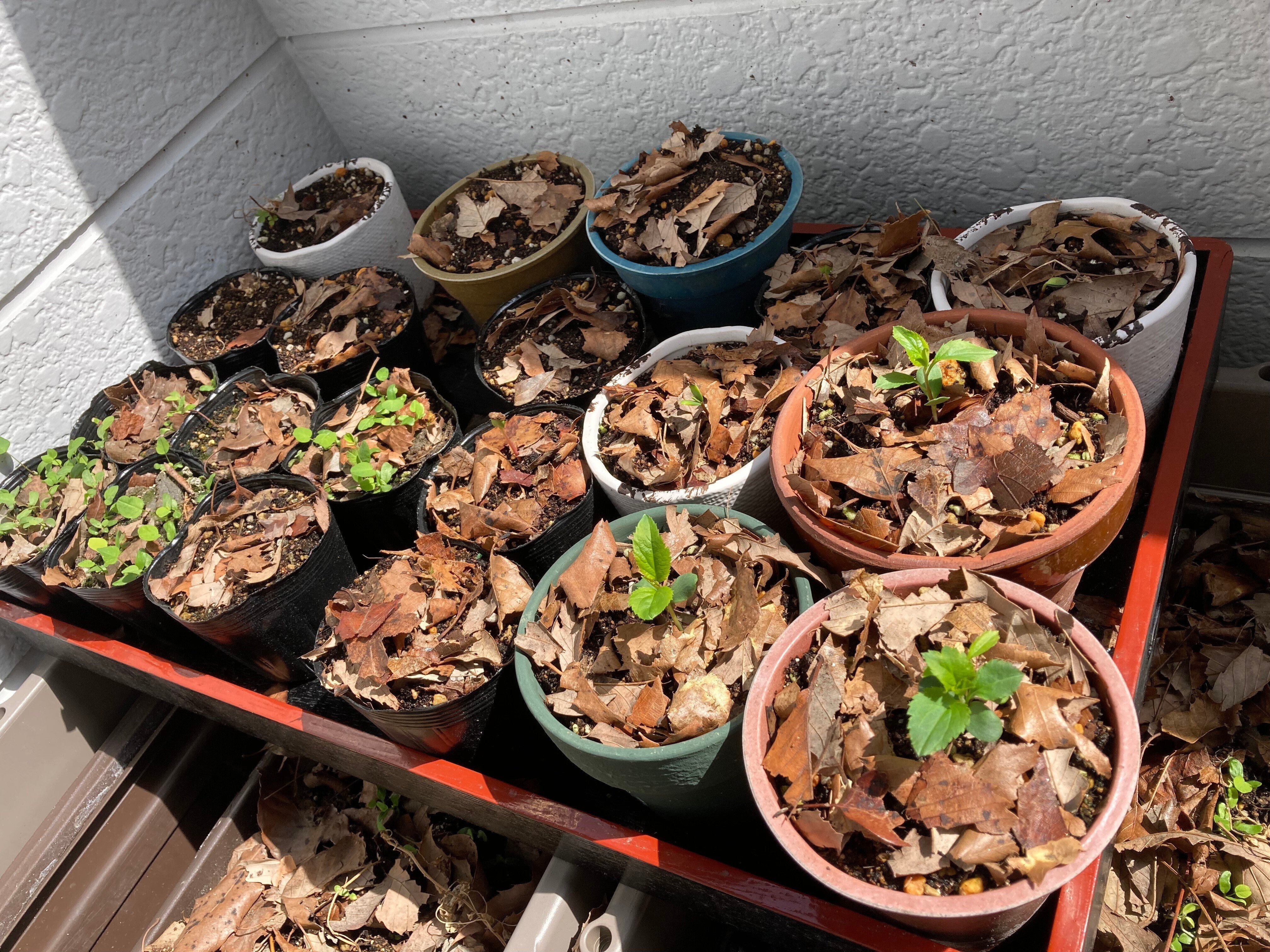 種から始める🍎栽培2：異なる品種探しと、成長記録｜大森 雄貴 / Yuki