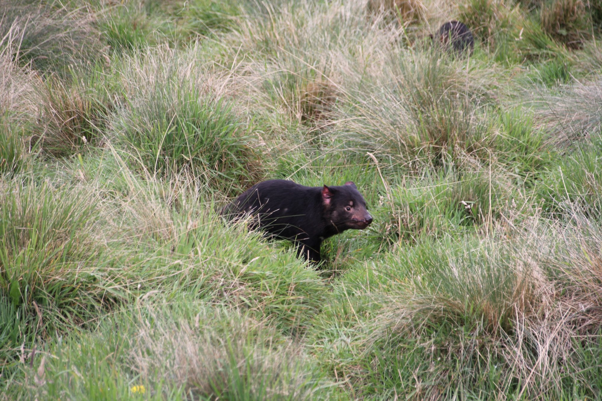 Tasmanian Devil タスマニアンデビルさん 旅記録26日目 みゃりも 旅と酒の人 Note Tasmanian Devil タスマニアンデビルさん 旅記録26日目 みゃりも 旅と酒の人 Note