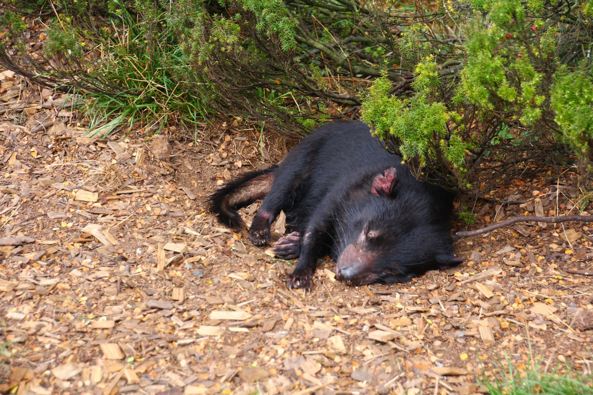 Tasmanian Devil タスマニアンデビルさん 旅記録26日目 みゃりも 旅と酒の人 Note Tasmanian Devil タスマニアンデビルさん 旅記録26日目 みゃりも 旅と酒の人 Note
