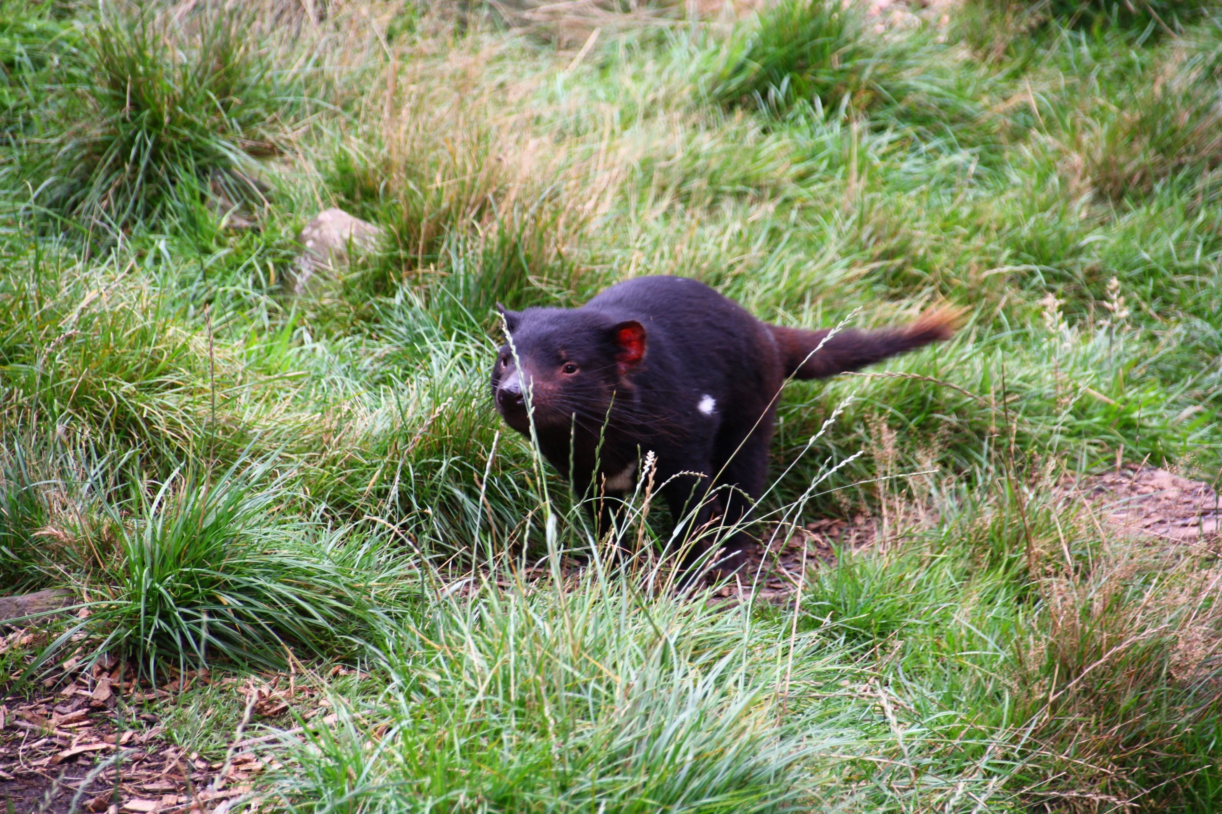 Tasmanian Devil / タスマニアンデビルさん！！(旅記録26日目）｜みゃ