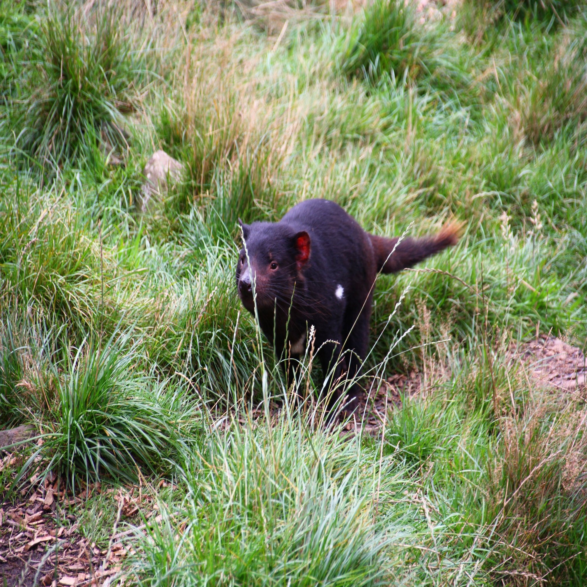 Tasmanian Devil タスマニアンデビルさん 旅記録26日目 みゃりも 旅と酒の人 Note