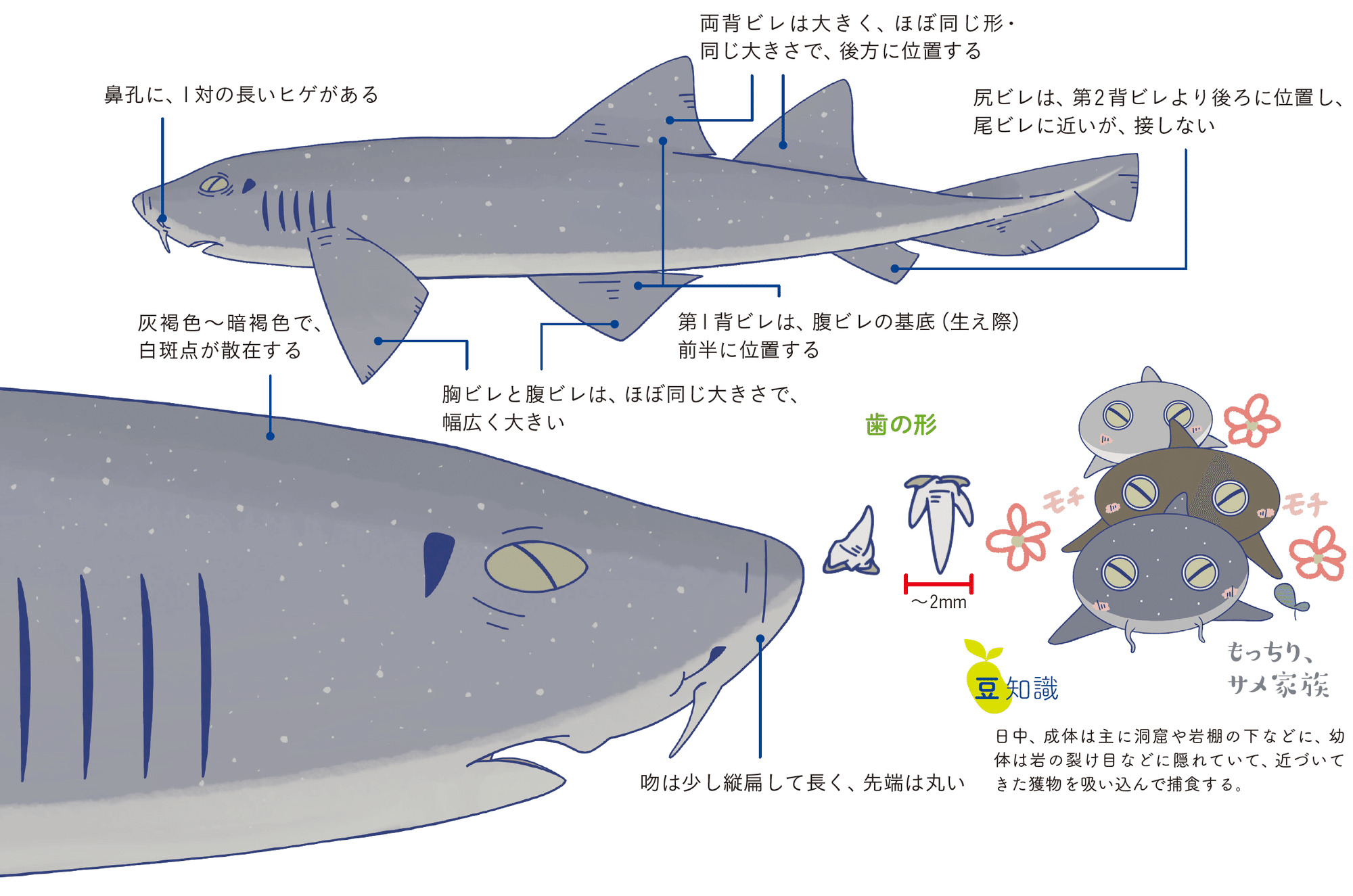 陸でも10時間以上生きられるサメがいる Sbクリエイティブ Web Books 陸でも10時間以上生きられるサメがいる Sbクリエイティブ Web Books