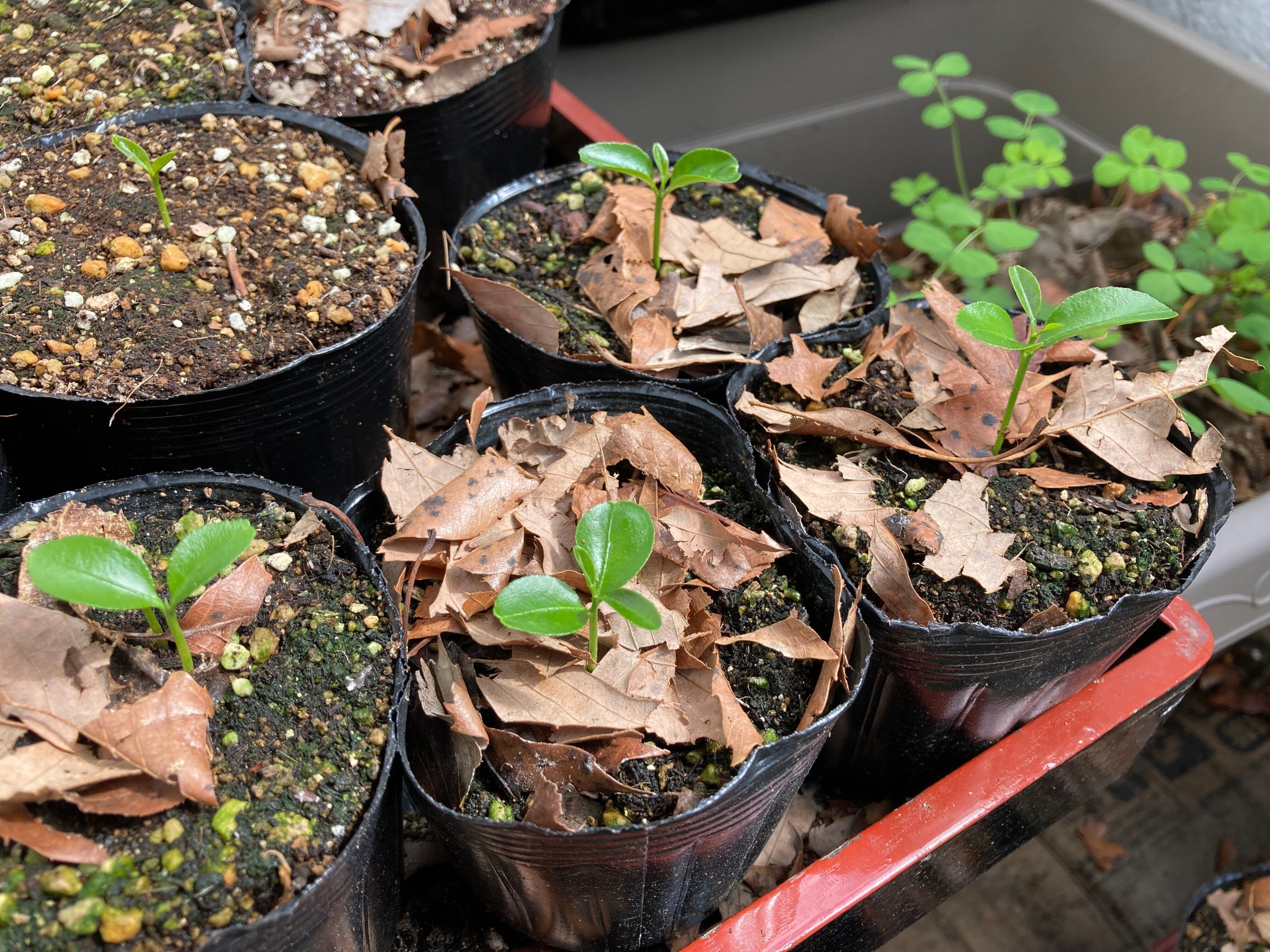 種から始める🍊栽培2：2ヶ月かけて四つ葉へ｜大森 雄貴 / Yuki Omori