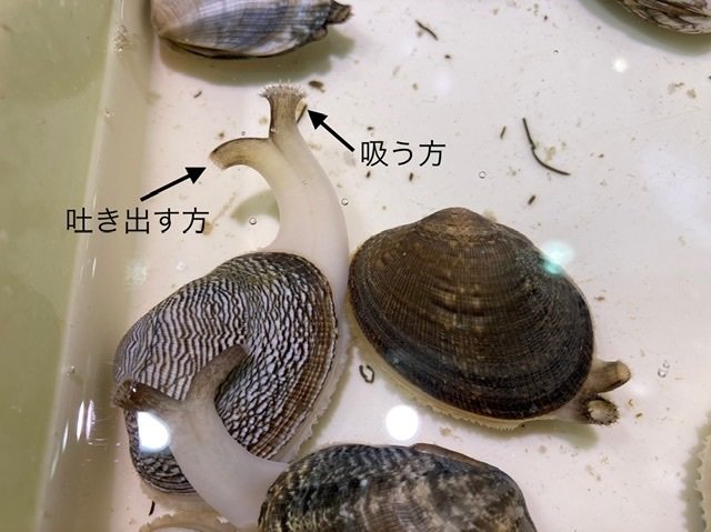 \"あさりあ\"様2月 5日までのお取り置きです。 あさりあ 様2月 5日までのお取り置きです。