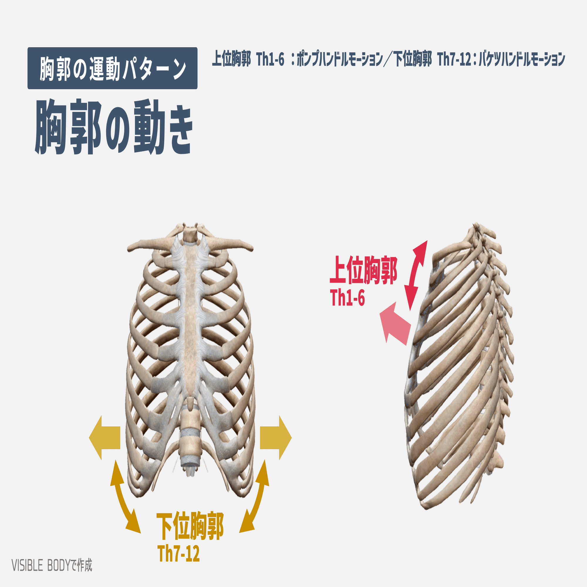 基礎解剖学】パーソナルトレーナーが知っておくべき『胸郭』の構造と基礎知識｜藤元 大詩/FUJIMOTO TAISHI（講師/パーソナルトレーナー）｜note