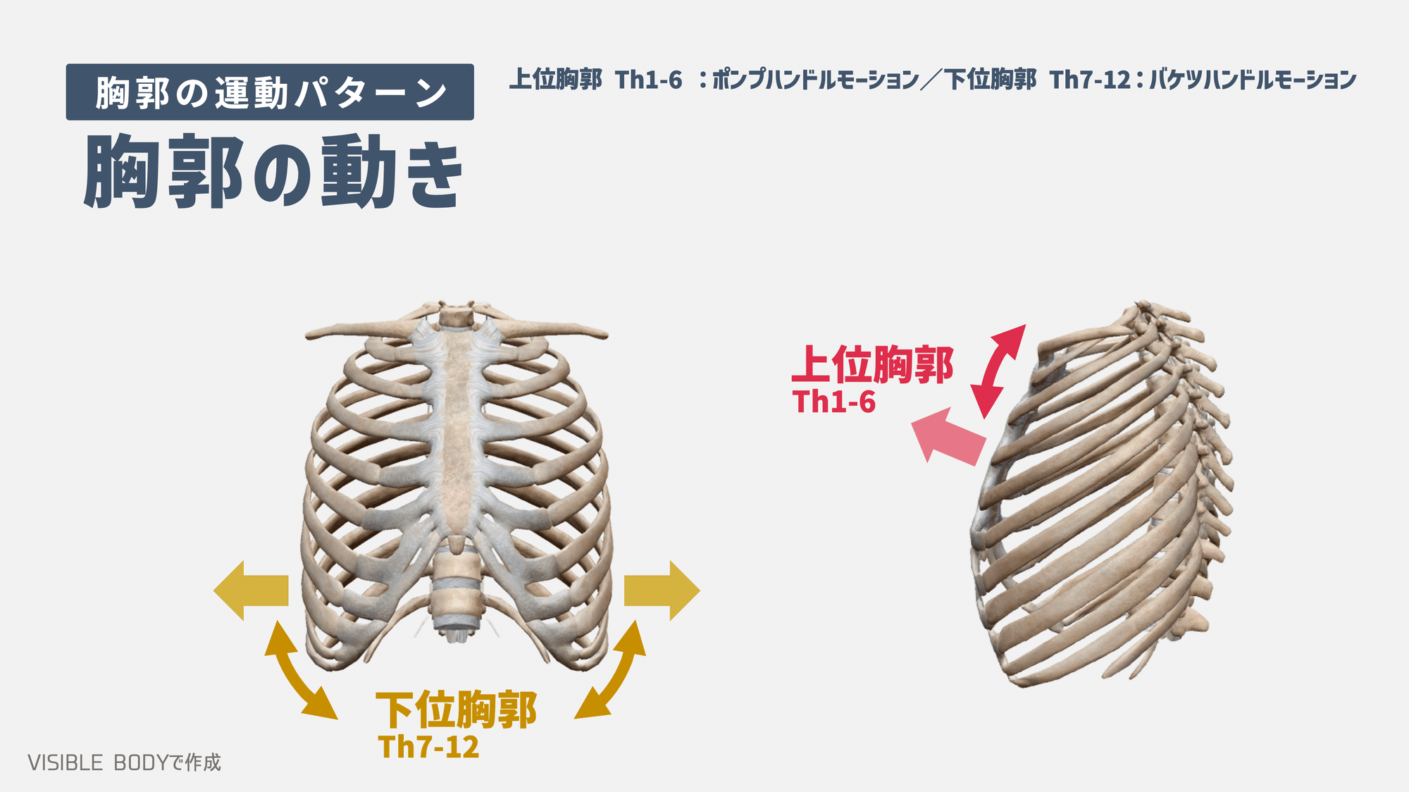 基礎解剖学】パーソナルトレーナーが知っておくべき『胸郭』の構造と基礎知識|藤元 大詩/FUJIMOTO TAISHI(講師/パーソナルトレーナー)|note