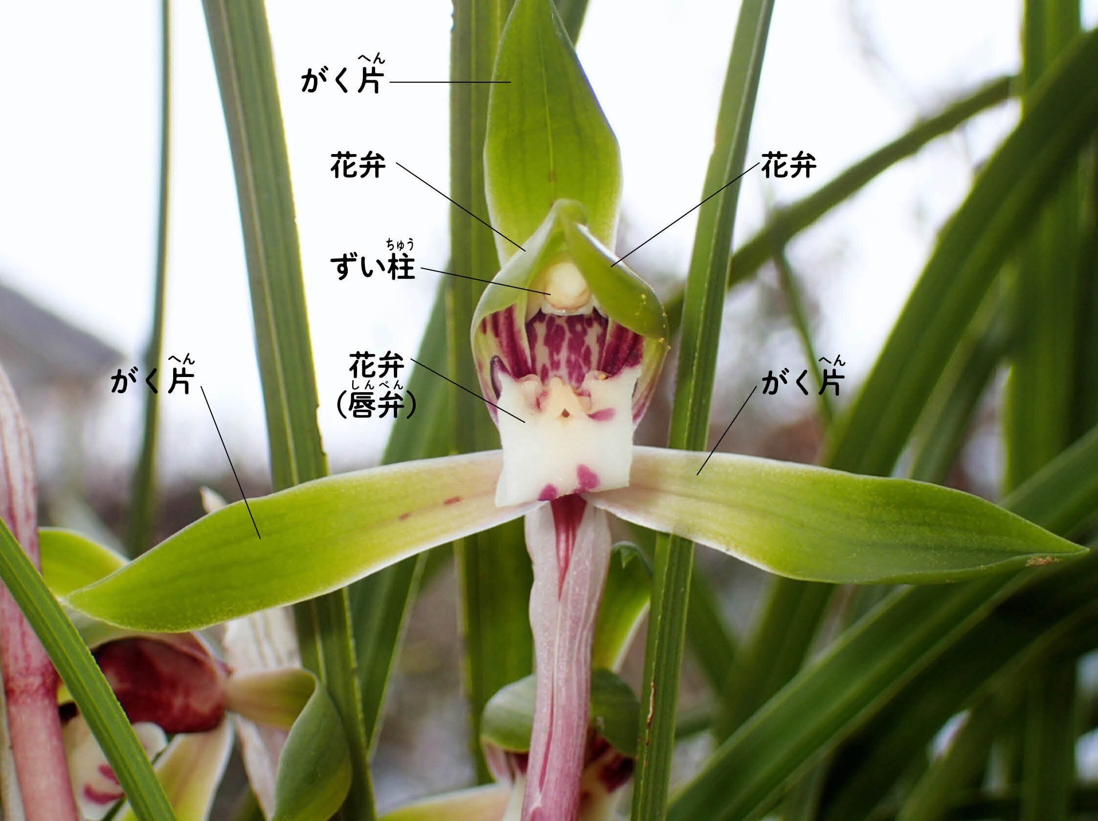 じいちゃんの小さな博物記 飲むに飲まれぬジジババ花茶 シュンラン ポプラ社 こどもの本編集部 Note