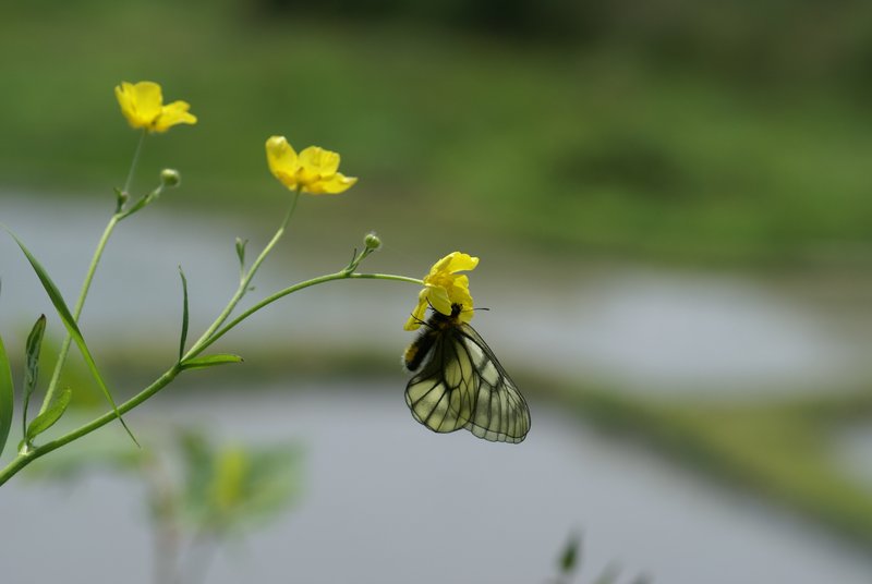 蝶は、ギリシャ「psyche（プシュケ）」と言う。ギリシャ語で「psyche（プシュケ）」は、「心・魂・蝶」という意味がある。蝶は、ふわふわと飛んで、花にとまって一休み。ココロも蝶のようにふわふわ飛んで軽やかに。そして、時には一休み。蝶をココロと思って見ると、なんだか･･･気が楽に♪♪♪さぁ～、一休み一休み♪♪♪