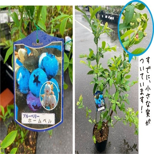 おうちで手軽に果樹栽培 人気のブルーベリーを育ててみませんか ナフコ スタッフがイチ押しアイテムで語ってみるnote
