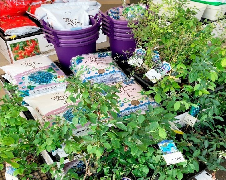 おうちで手軽に果樹栽培 人気のブルーベリーを育ててみませんか ナフコ スタッフがイチ押しアイテムで語ってみるnote