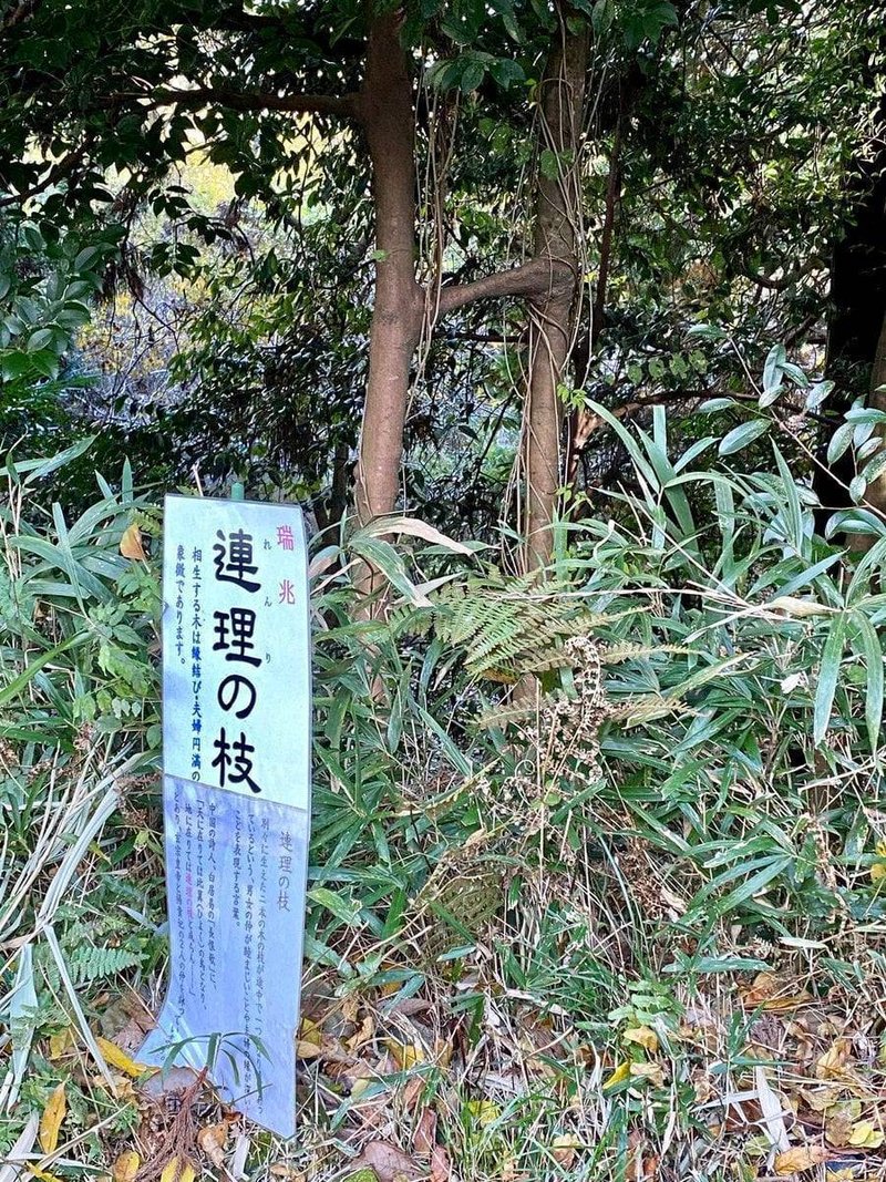 比翼の鳥 と 連理の枝 成願 義夫 ジョウガン ヨシオ Note