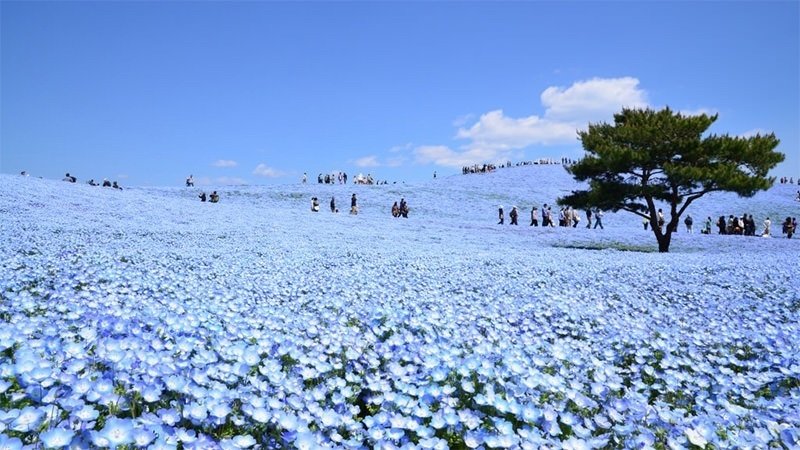 真っ青なネモフィラがまさに見頃 国営ひたち海浜公園 観光いばらき Note