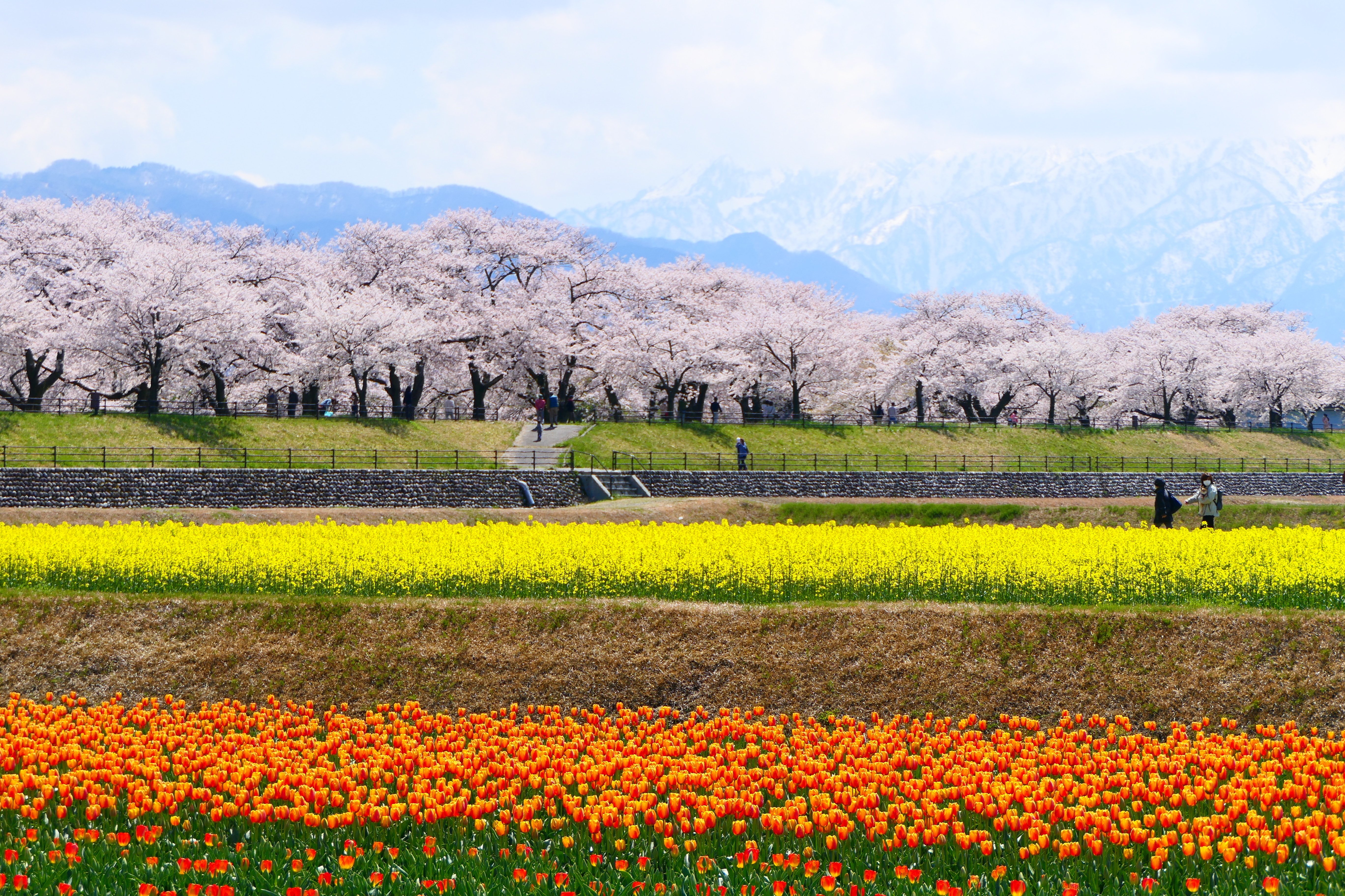 美しい日本の風景】富山県 春の四重奏｜【HIS公式】TABIFLEEEEEK（たび